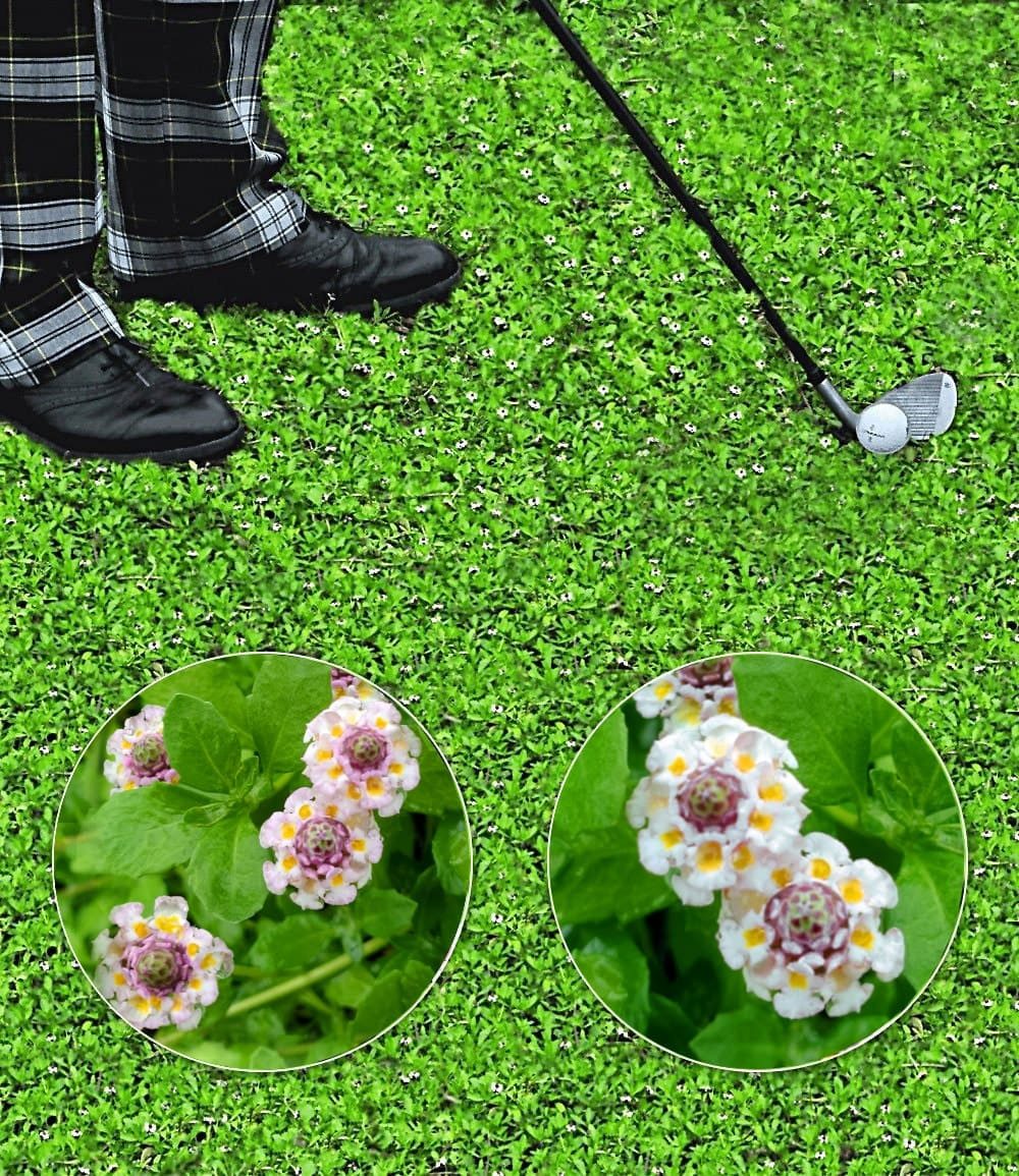 BALDUR Garten Bodendecker Lippia Summer Pearls Kollektion rosa und weiß, 16 St., Kriechpflanze, winterhart, mehrjährig, pflegeleicht