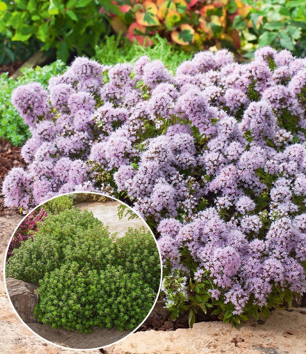 BALDUR Garten Bodendecker Winterharter Oregano, 2 St., Bienenfreundlich, duftend, bienenfreundlich, pflegeleicht