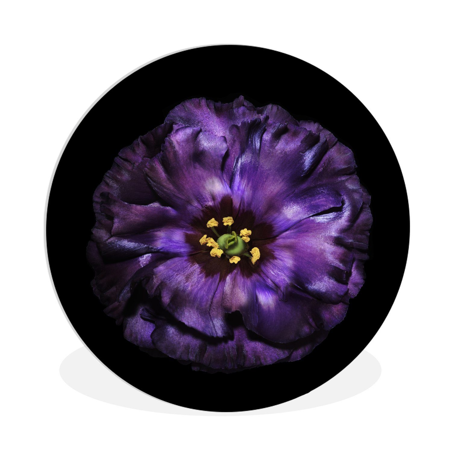 MuchoWow Gemälde Eine violette Blume vor schwarzem Hintergrund abgebildet, (1 St), Kreis Wanddekoration Forex, Rundes Wandbild, Wohnzimmer, 30x30 cm