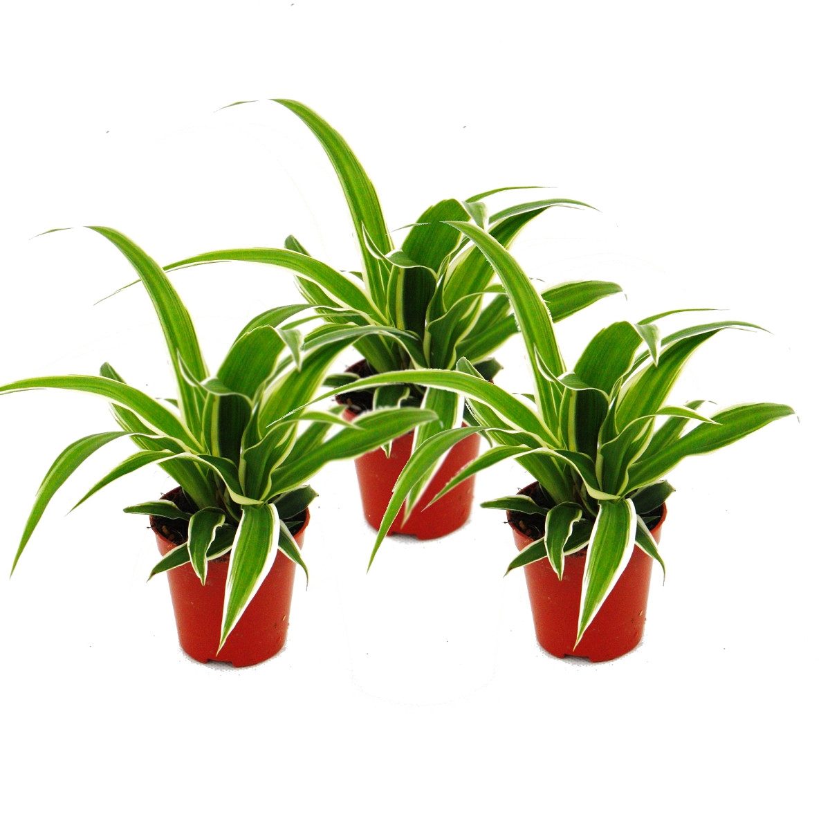 Exotenherz Zimmerpflanze Chlorophytum Mini, 3er Set, Grünlilie günstig online kaufen