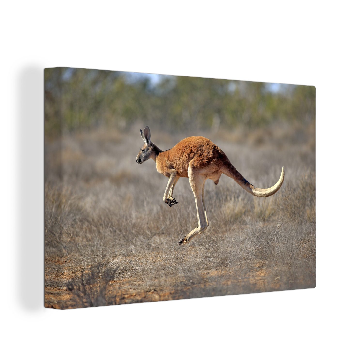 OneMillionCanvasses® Leinwandbild Känguru - Gras - Australien, (1 St), Wandbild Leinwandbilder, Aufhängefertig, Wanddeko, 30x20 cm