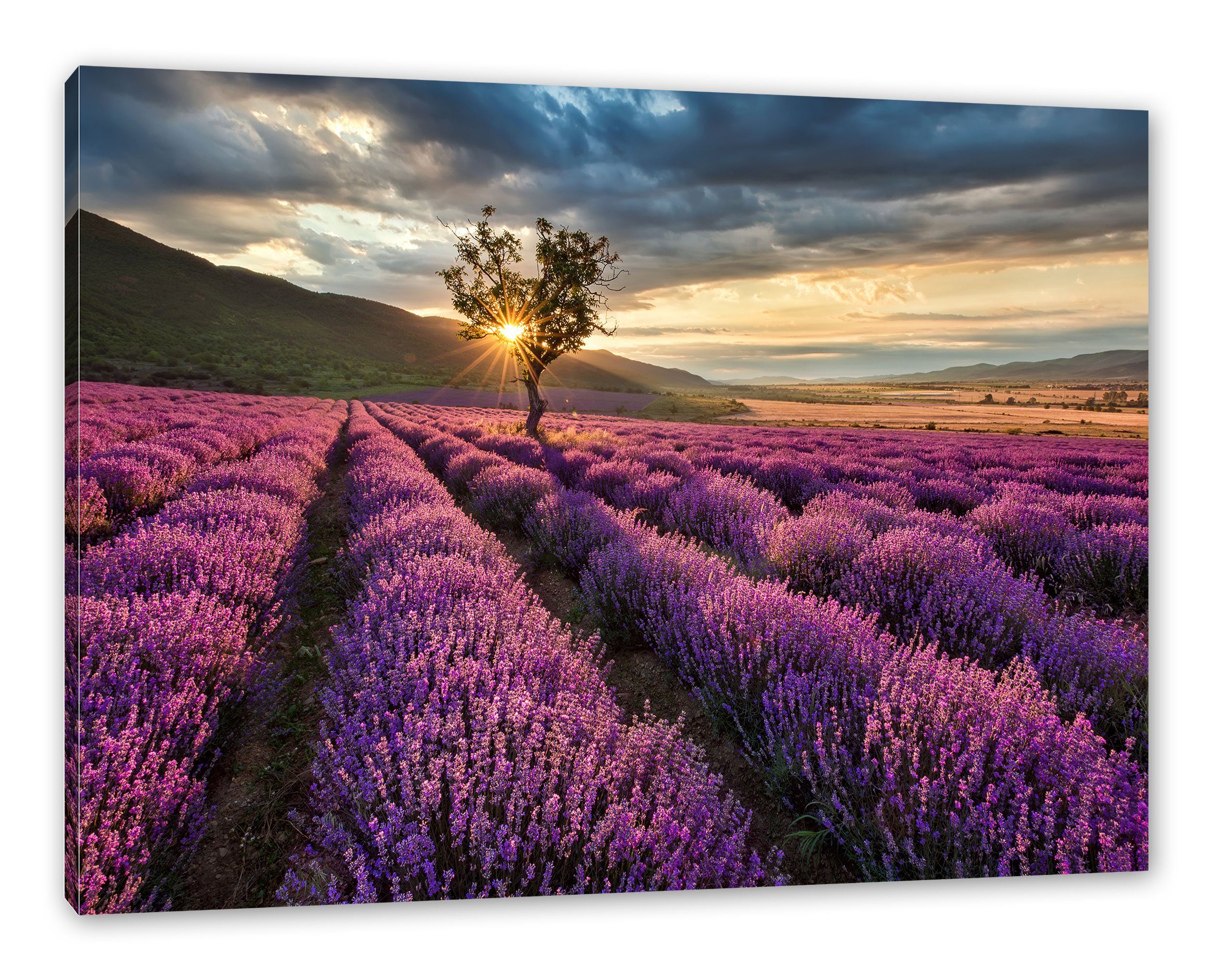 Pixxprint Leinwandbild Lavendel Provence mit Baum, Lavendel Provence mit Baum (1 St), Leinwandbild fertig bespannt, inkl. Zackenaufhänger