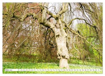 CALVENDO Wandkalender Die Kraft der Bäume (Premium, hochwertiger DIN A2 Wandkalender 2023, Kunstdruck in Hochglanz)