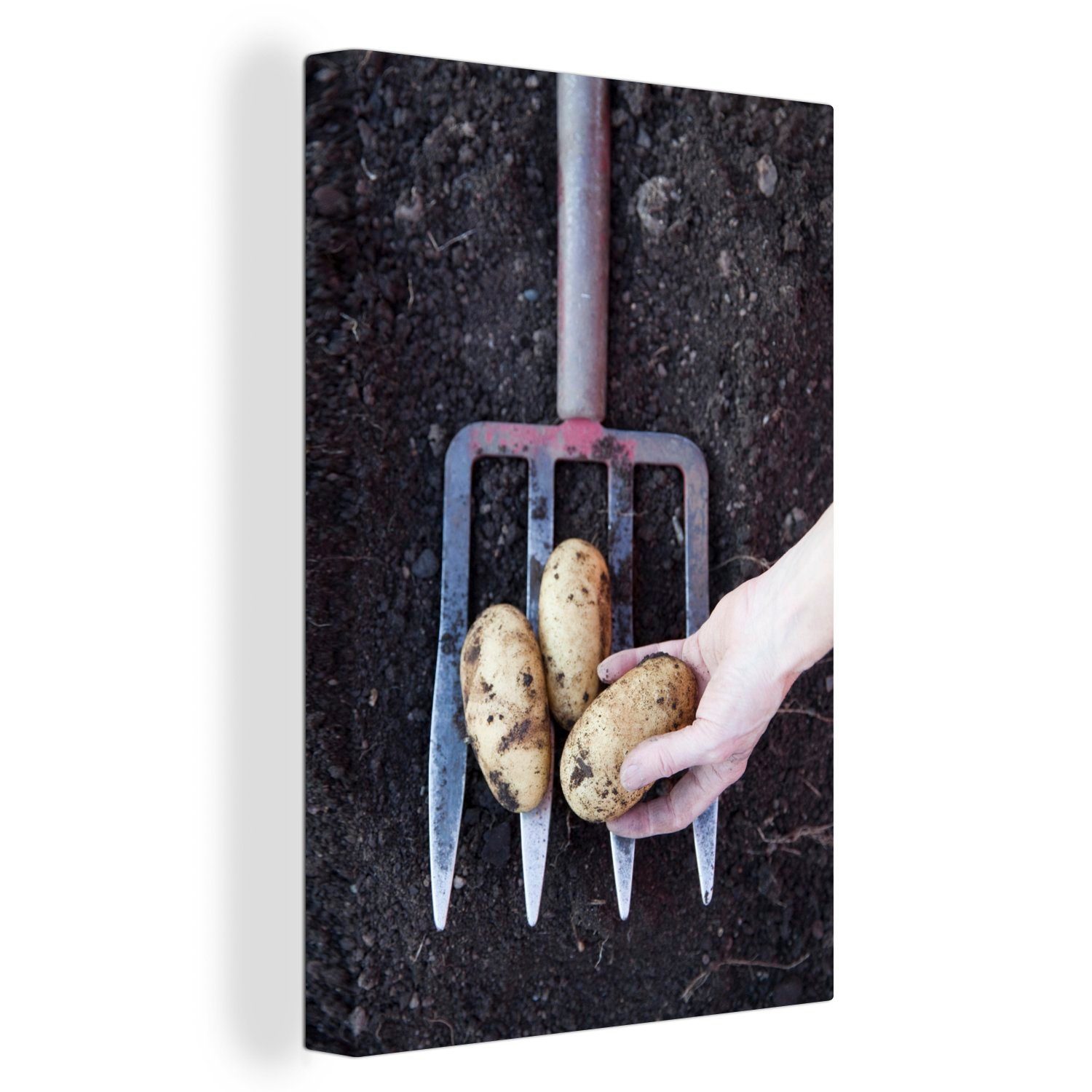 OneMillionCanvasses® Leinwandbild Eine Mistgabel mit Kartoffeln, (1 St), Leinwandbild fertig bespannt inkl. Zackenaufhänger, Gemälde, 20x30 cm