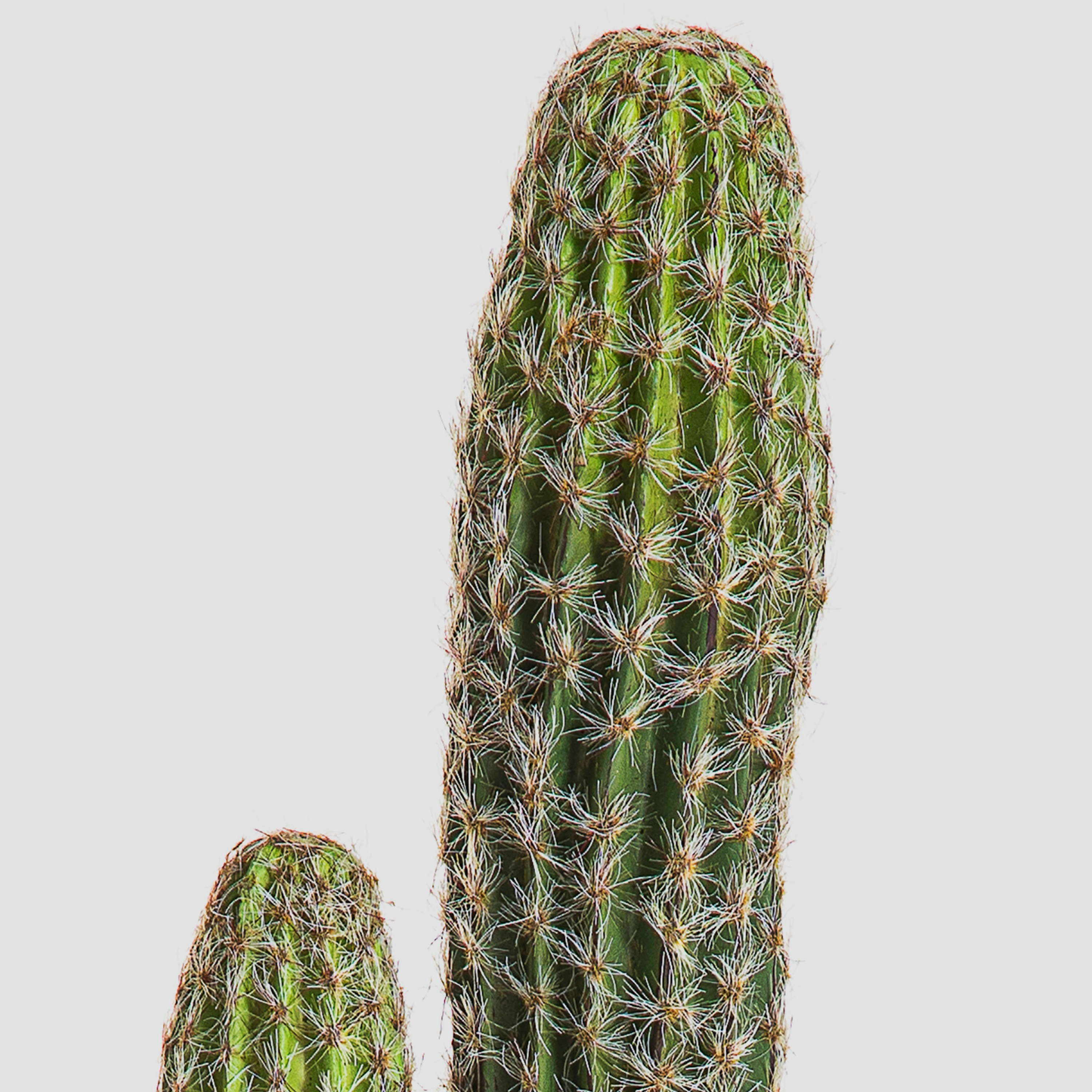 Kunstkaktus Kunst Kaktus San Pedro Farin, grün, 75cm San Pedro Kaktus, artplants, Höhe 75.0 cm