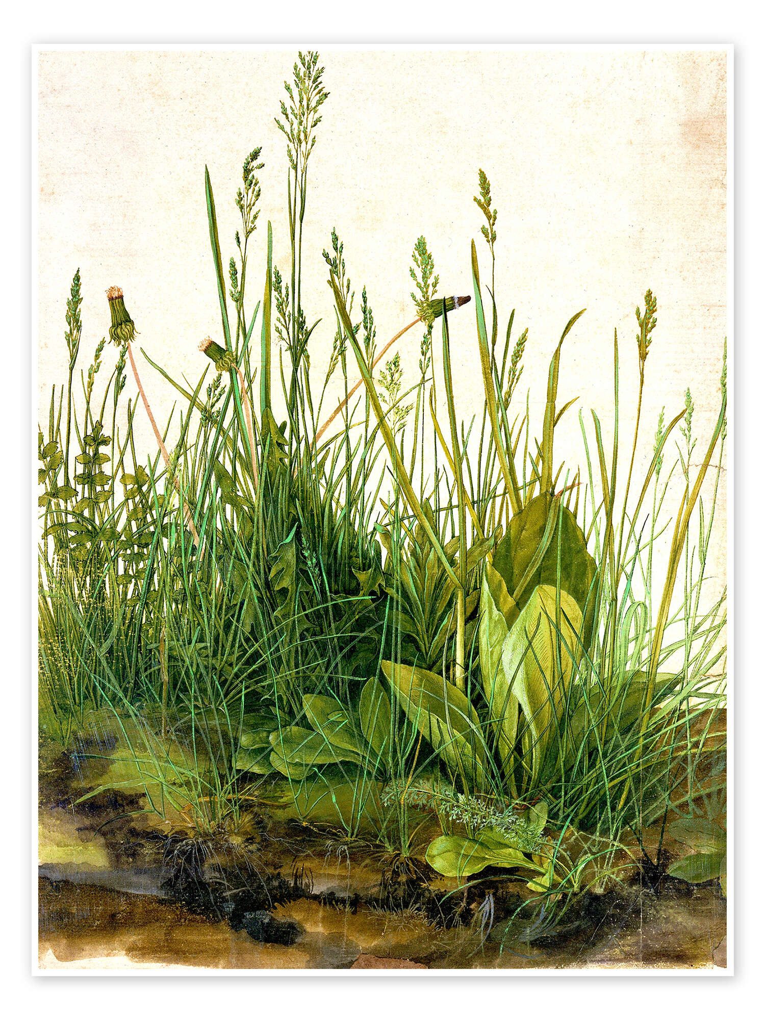 Poster Albrecht Dürer