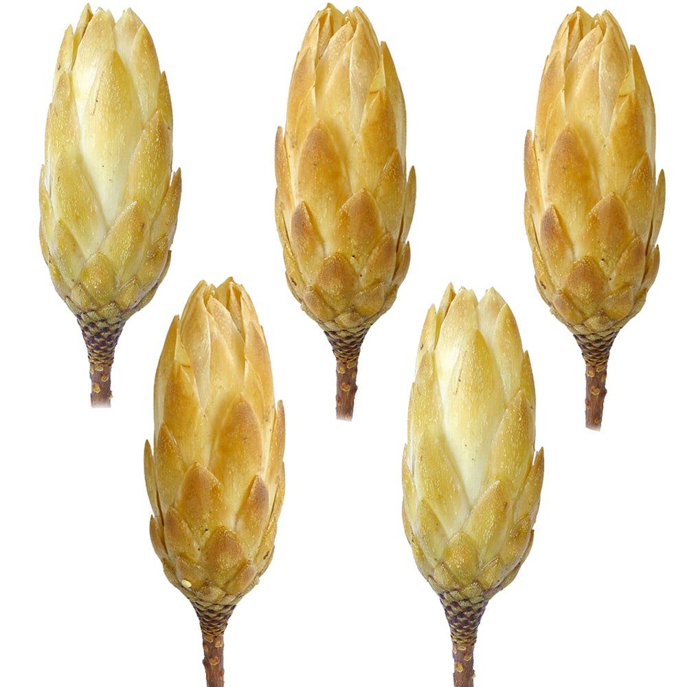 Kunstblume Zuckerbüsche Protea Trockenblumen hell gebleicht 5er Set  Zuckerbüsche, matches21 HOME & HOBBY, Höhe 0 cm