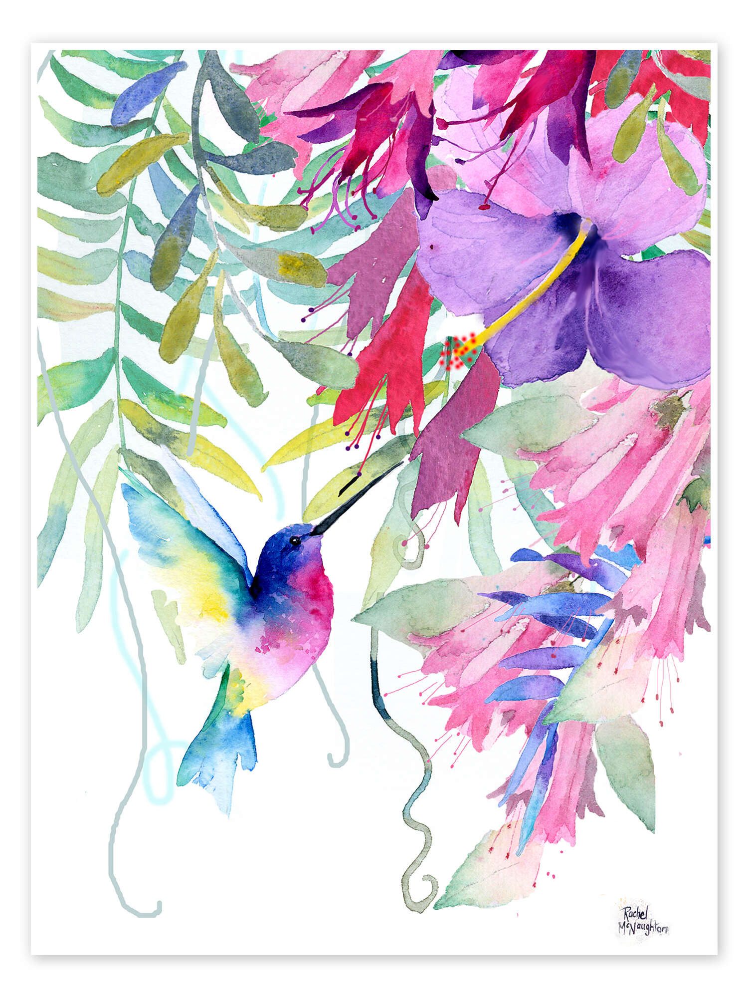 Posterlounge Poster Rachel McNaughton, Kolibri im günstig online kaufen