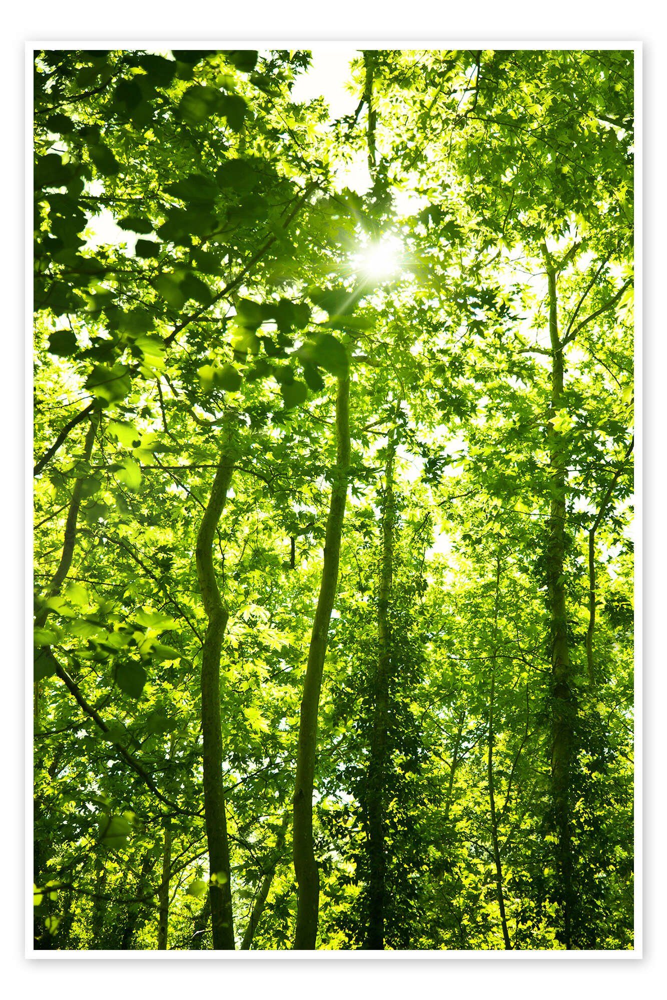 Posterlounge Wandbild Grüner Wald im Sonnenlicht, Editors Choice, erhältlich als Poster, Leinwandbild, Wandsticker oder Acrylglasbild