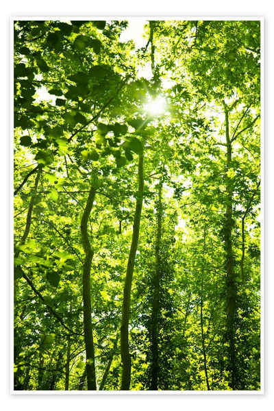 Posterlounge Poster Editors Choice, Grüner Wald im Sonnenlicht, Fotografie