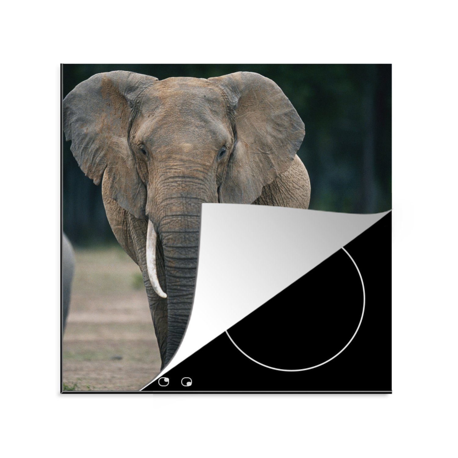 MuchoWow Herdblende-/Abdeckplatte Elefant - Tiere - Flachland - Natur, Vinyl, (1 tlg), 78x78 cm, Ceranfeldabdeckung, Arbeitsplatte für küche