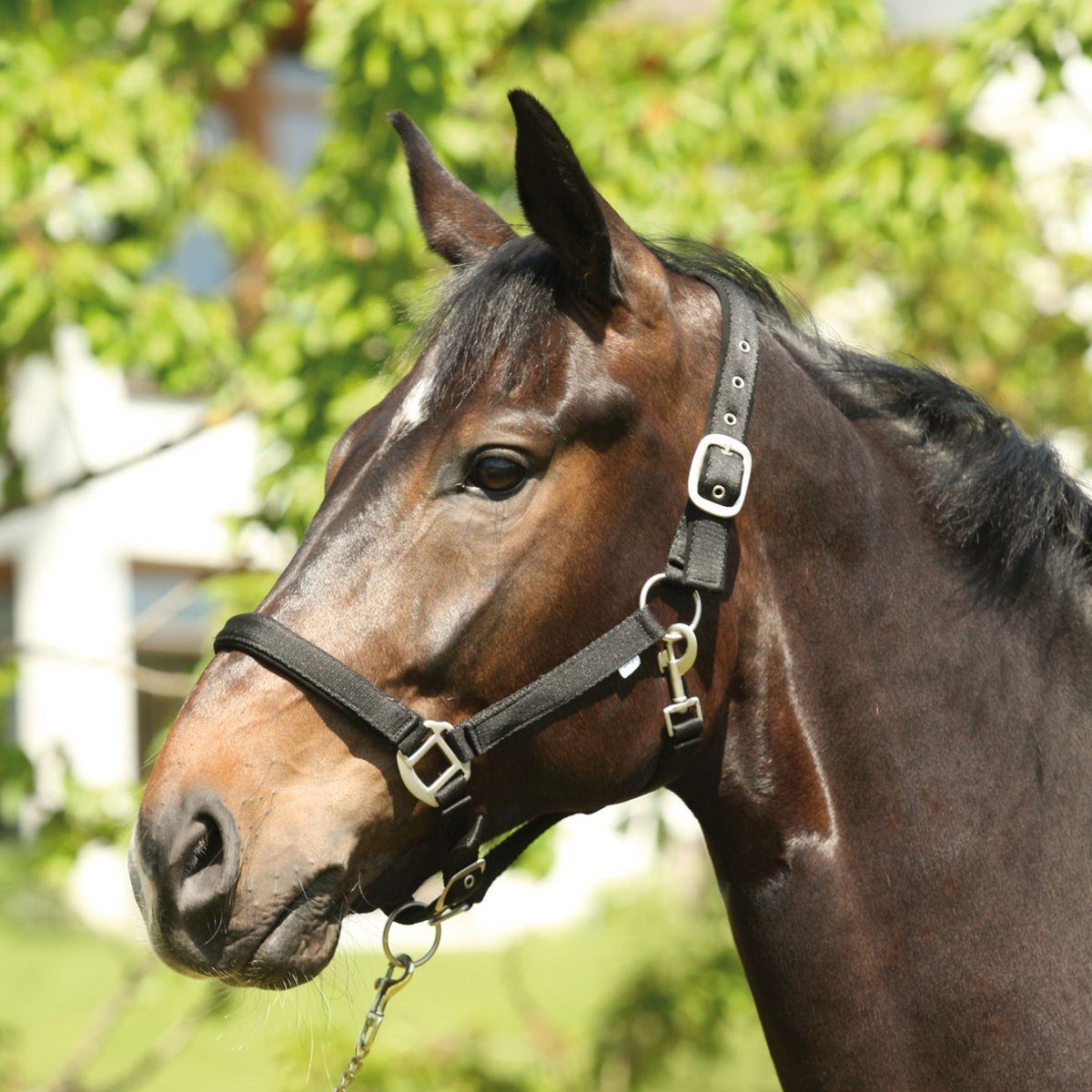 eldorado Кобура Nylon-Pferdehalfter Lea, schwarz, Kaltblut