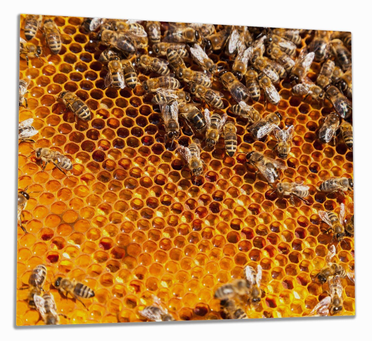 Wallario Herd-Abdeckplatte Honigwaben mit Bienen, ESG-Sicherheitsglas, (Glasplatte, 1 tlg., inkl. 5mm Noppen), verschiedene Größen