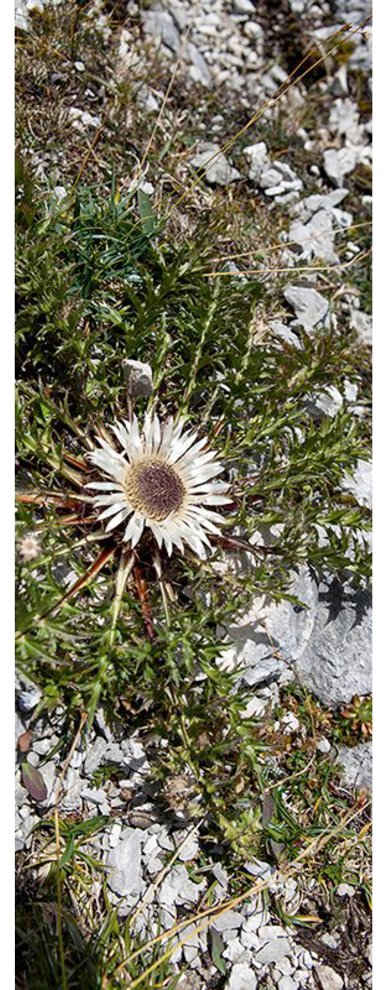 Architects Paper Fototapete Little Discovery, (1 St), Floral Tapete Natur Panel 1,00m x 2,80m