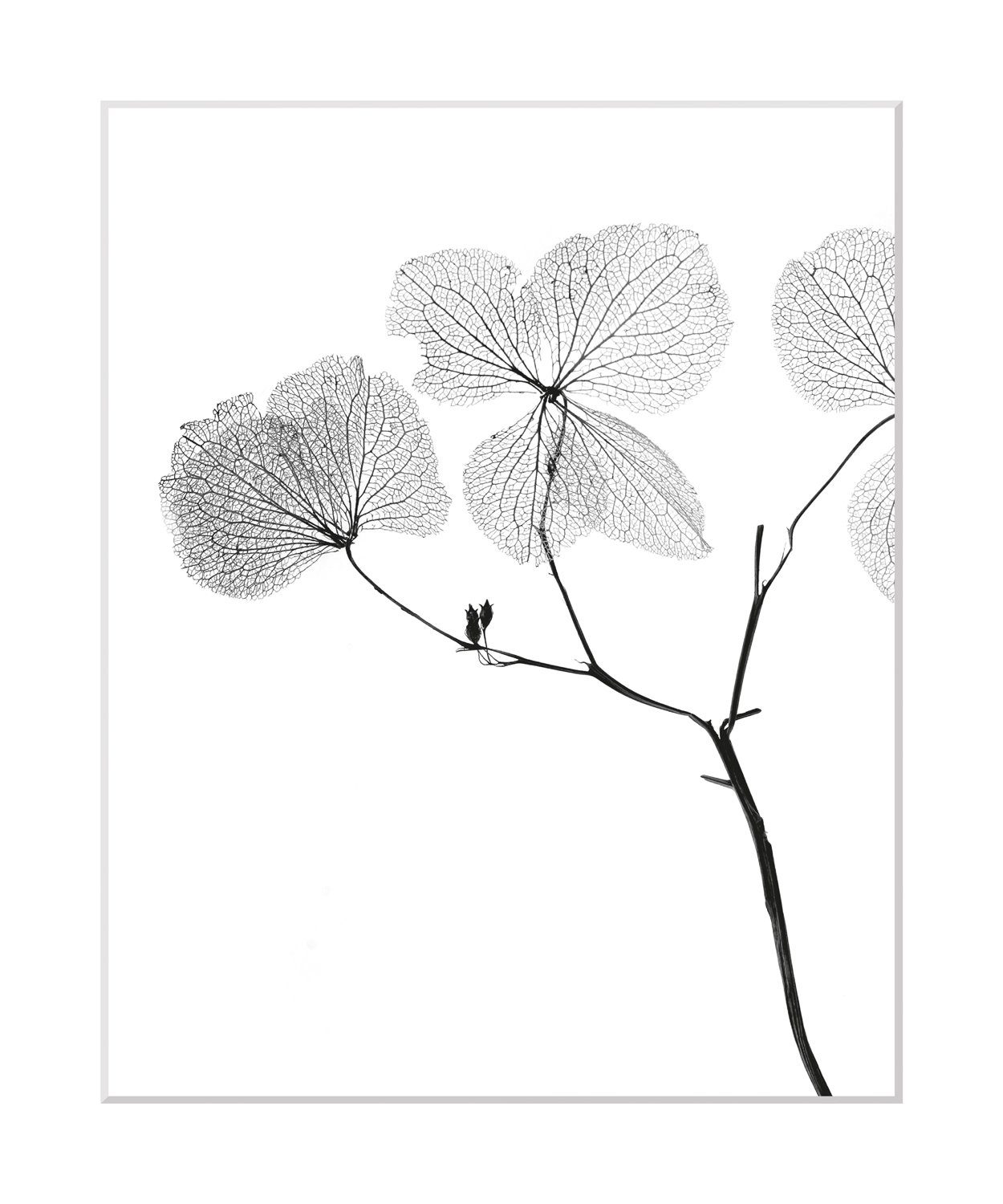 queence Bild Kaja, Blumen, Foto, Kunst, Pflanzen, Pflanzenbilder, Blumen, gerahmt