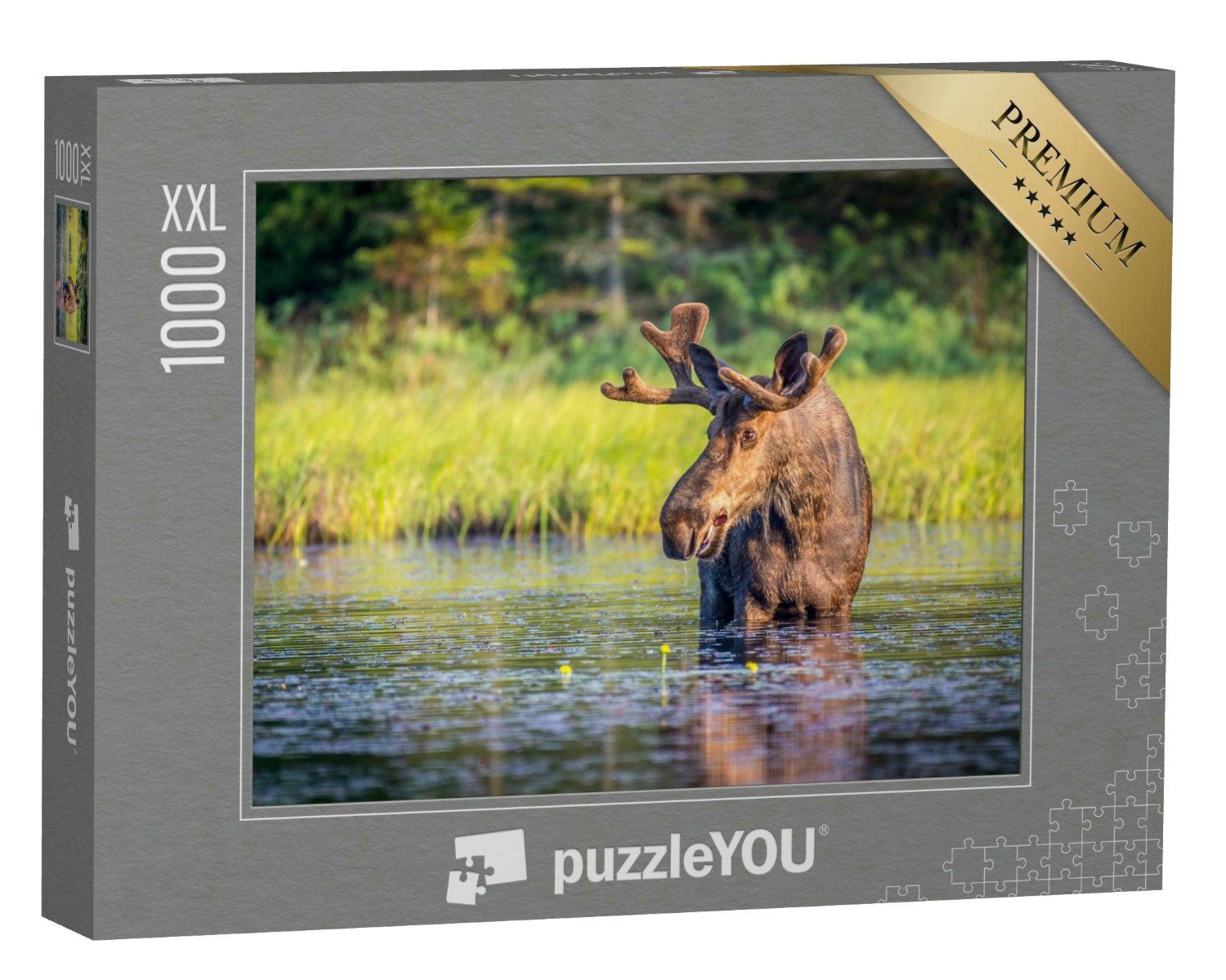 puzzleYOU Puzzle Elchbulle im Algonguin Park, Ontario, Kanada, 1000 Puzzleteile, puzzleYOU-Kollektionen Elche, Tiere in Wald & Gebirge