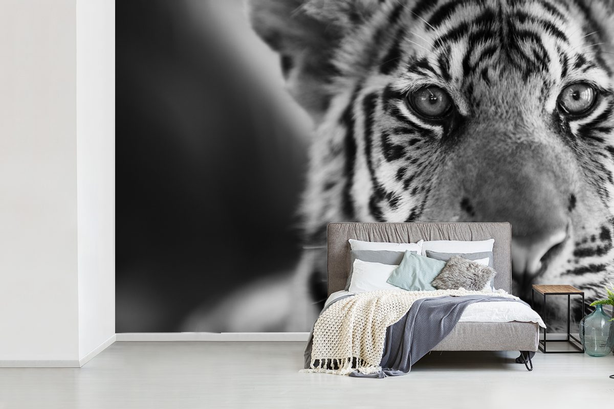 St), Fototapete Schwarz Tiger - Jungtier Schlafzimmer, (6 Wohnzimmer, Matt, Tapete für MuchoWow - Wallpaper - Kinderzimmer, Weiß, bedruckt, Vinyl