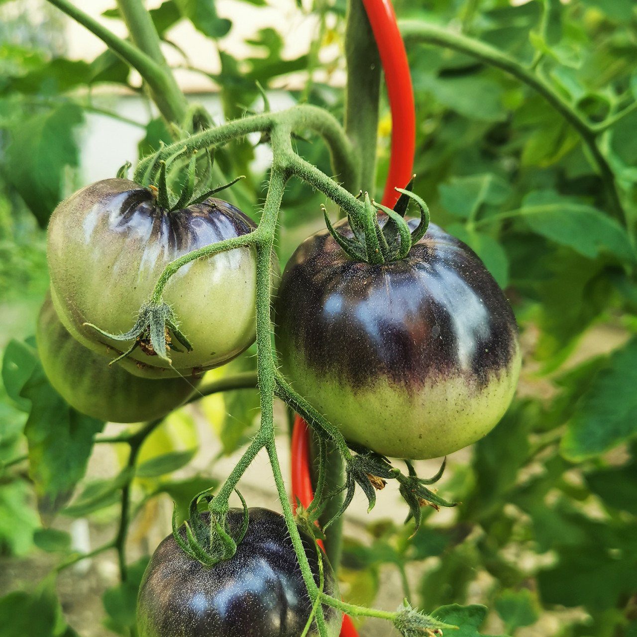 Bellissa Rankhilfe Bellissa Tomatenspirale COLORATA 110, 4 x 4 x 110