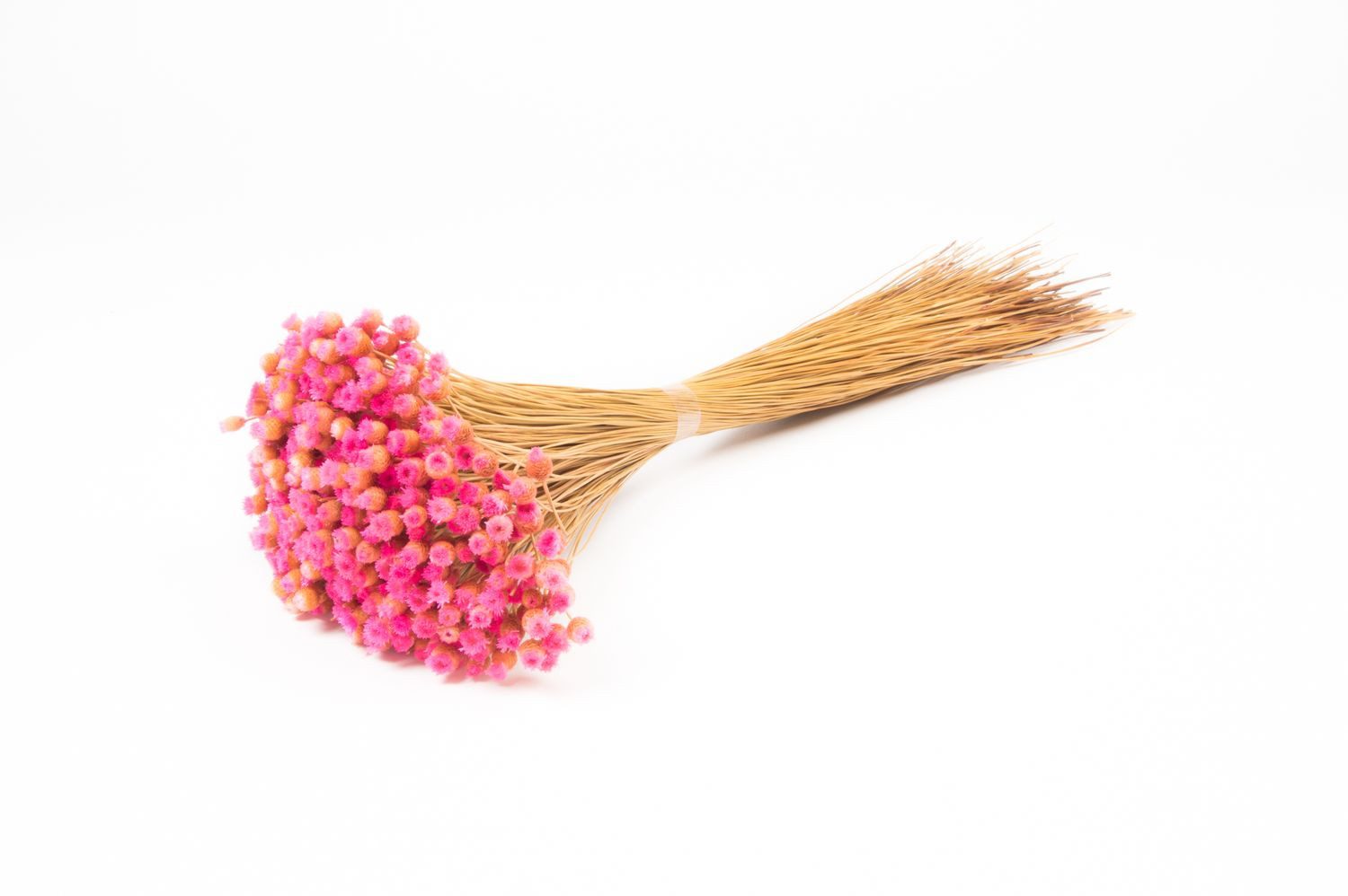 Trockenblume Mittelmeer-Strohblume getrocknet AKALITI, rosa, 40-55cm, Ø11cm, INNA-Glas, Höhe 55.0 cm