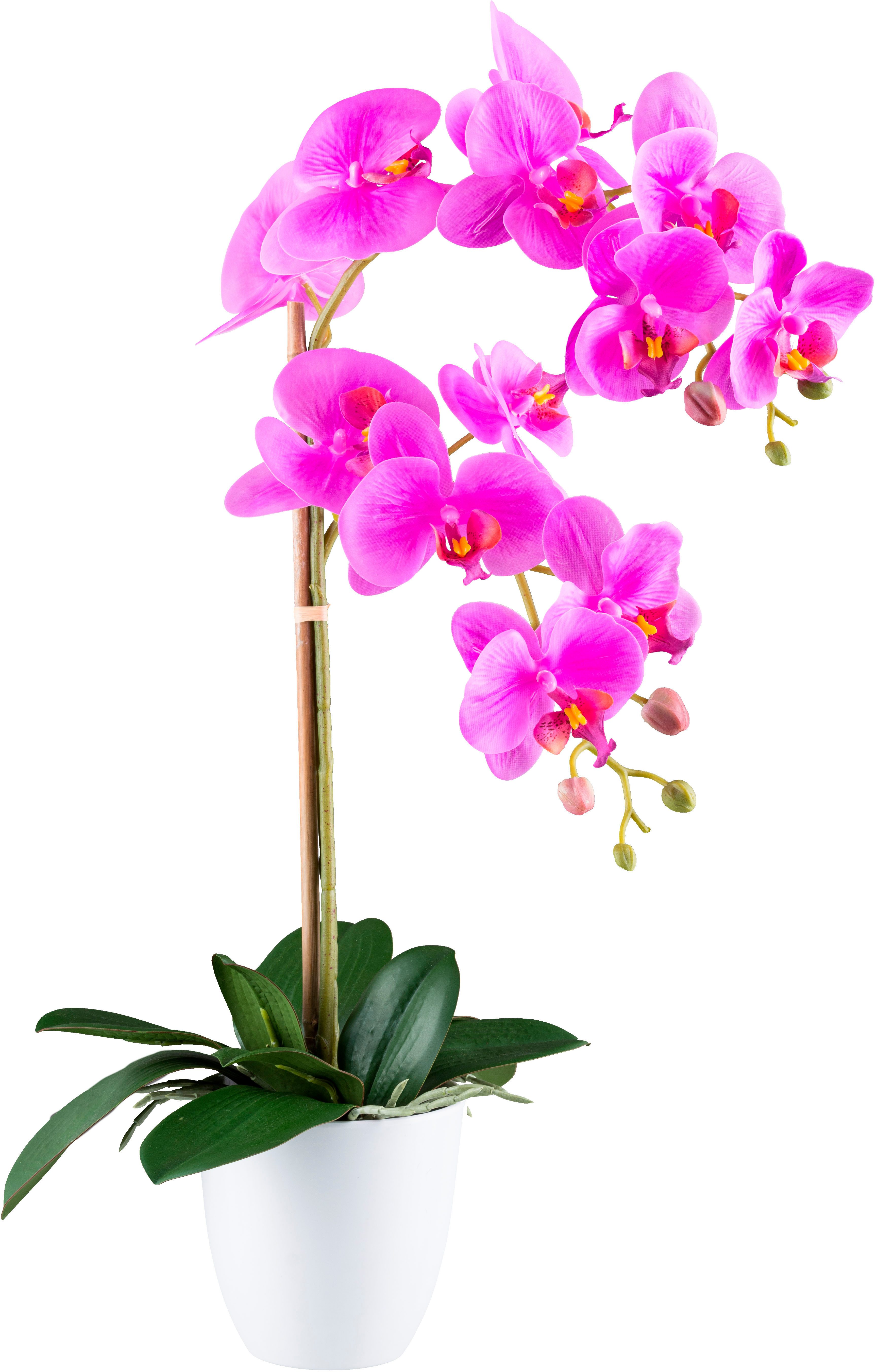 Kunstorchidee Orchidee Phalaenopsis, Creativ green, Höhe günstig online kaufen