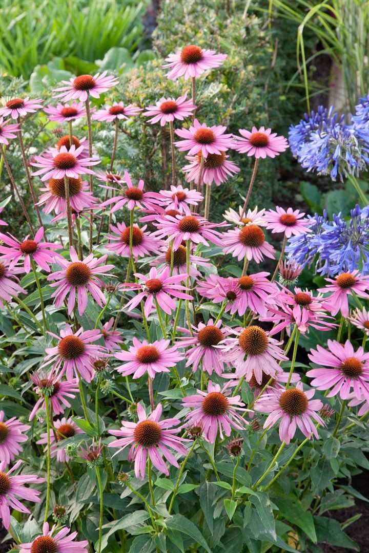 Pflanzen für Dich Staude Echinacea purpurea Rubinstern, 1 St., Roter Sonnenhut, Purpursonnenhut
