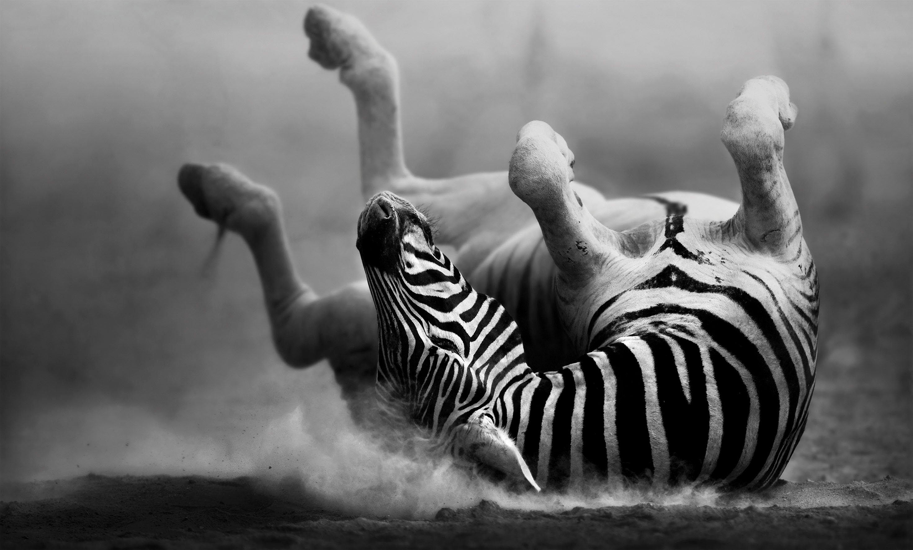 Dekorativer Leinwandbild Zebra, (1 Kunstdruck Bönninghoff St),