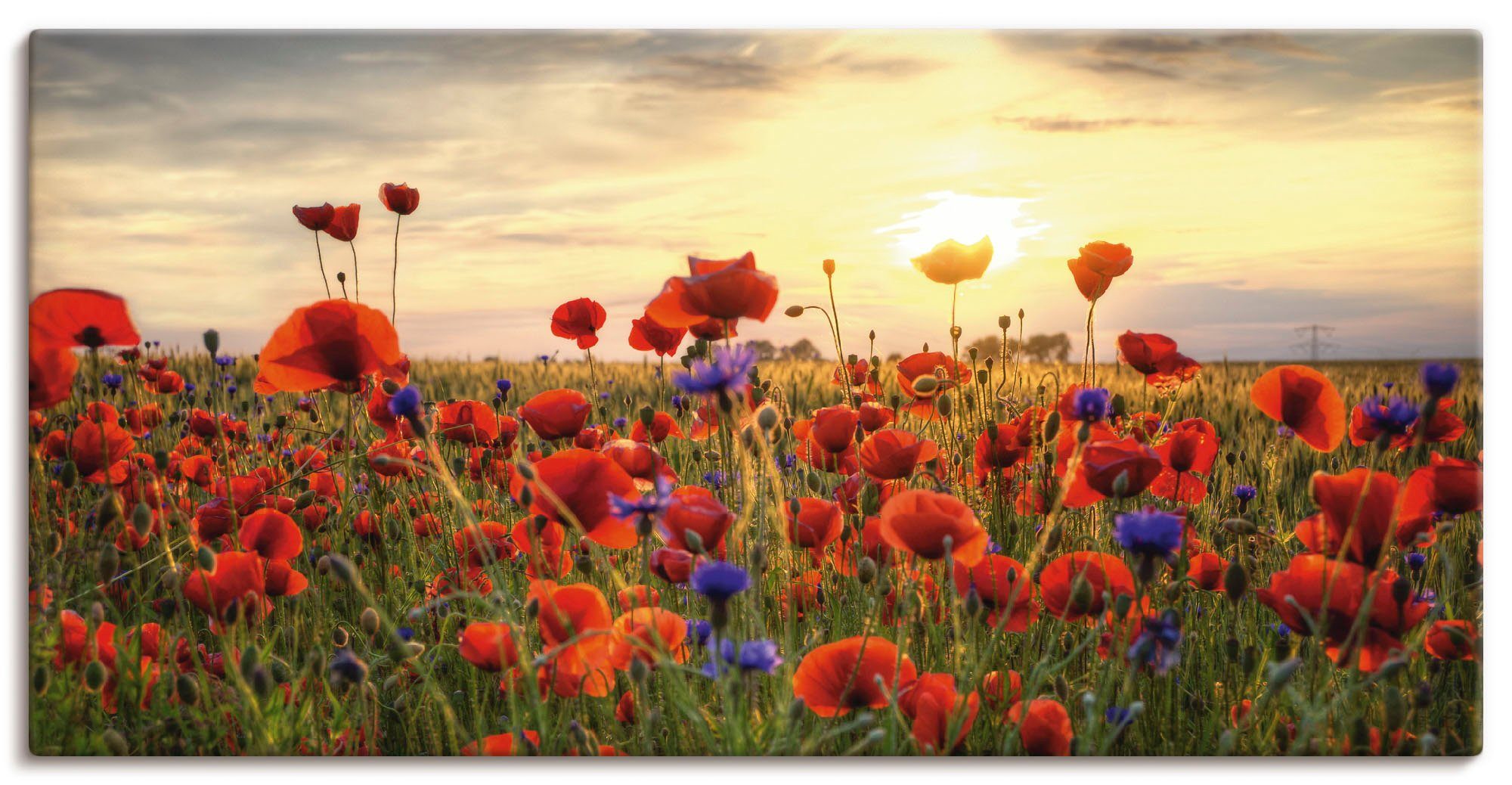Artland Wandbild Mohnblumen, Blumen (1 St), günstig online kaufen