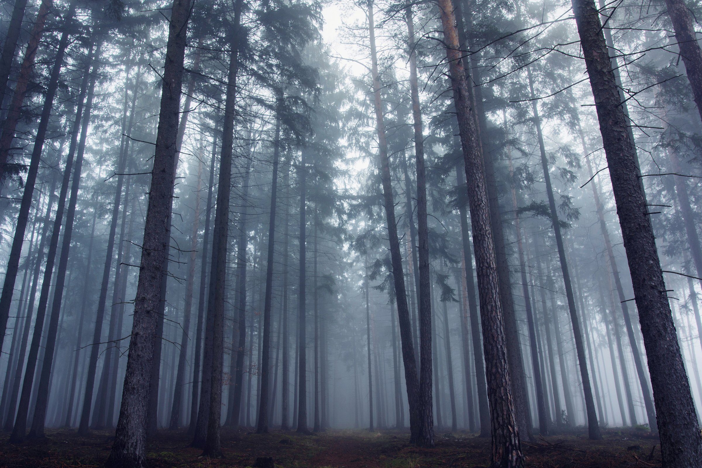 Papermoon Fototapete Photo-Art DAVID CHAROUZ, GEHEIMNISVOLLER NEBLIGER WALD