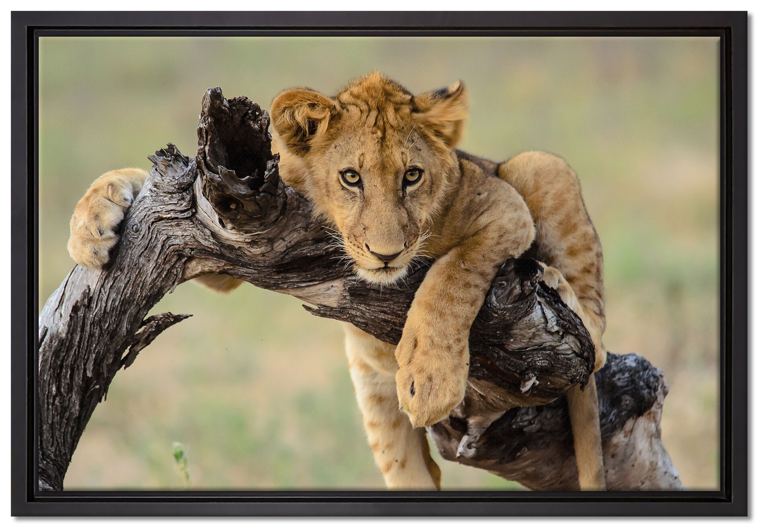 Pixxprint Leinwandbild Junger Löwe in der Natur, Wanddekoration (1 St), Leinwandbild fertig bespannt, in einem Schattenfugen-Bilderrahmen gefasst, inkl. Zackenaufhänger