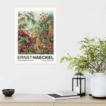 Posterlounge Wandfolie Ernst Haeckel, Kunstformen Der Natur - Muscinae Laubmoose, Wohnzimmer Malerei