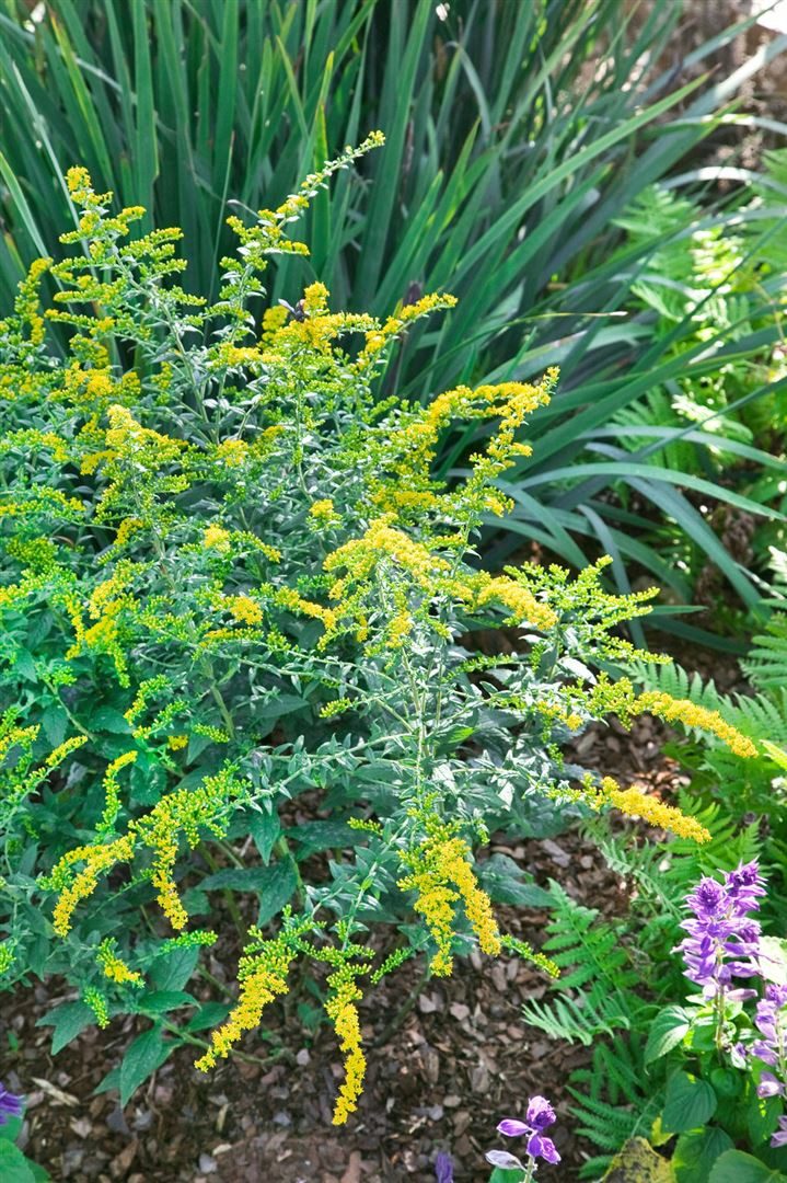 Pflanzen für Dich Staude Solidago rugosa Fireworks, 1 St., Rauhblatt-Goldrute, Goldrute
