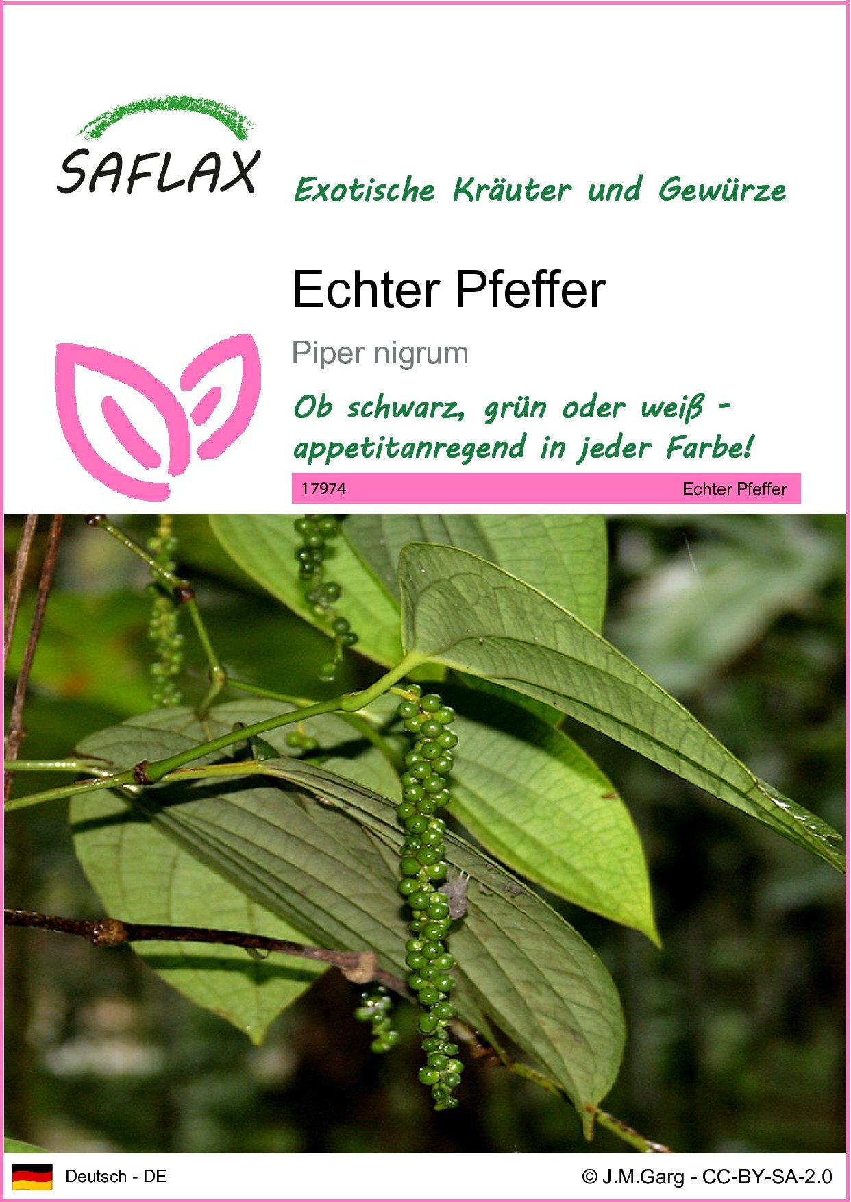Kräutersamen SAFLAX - Samen - Echter Pfeffer