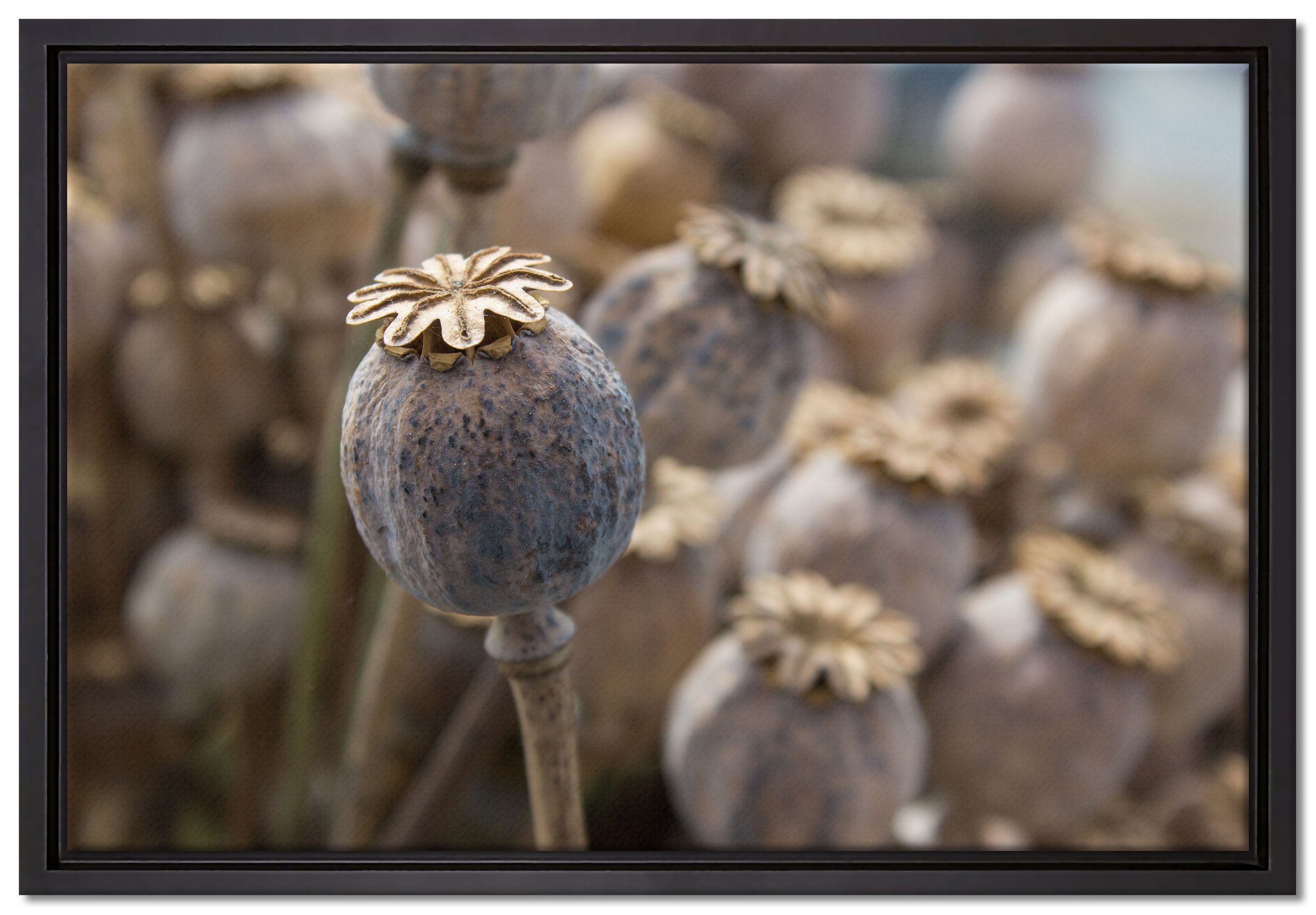 Pixxprint Leinwandbild Mohnkapsel der Mohnblume, Wanddekoration (1 St), Leinwandbild fertig bespannt, in einem Schattenfugen-Bilderrahmen gefasst, inkl. Zackenaufhänger | Leinwandbilder