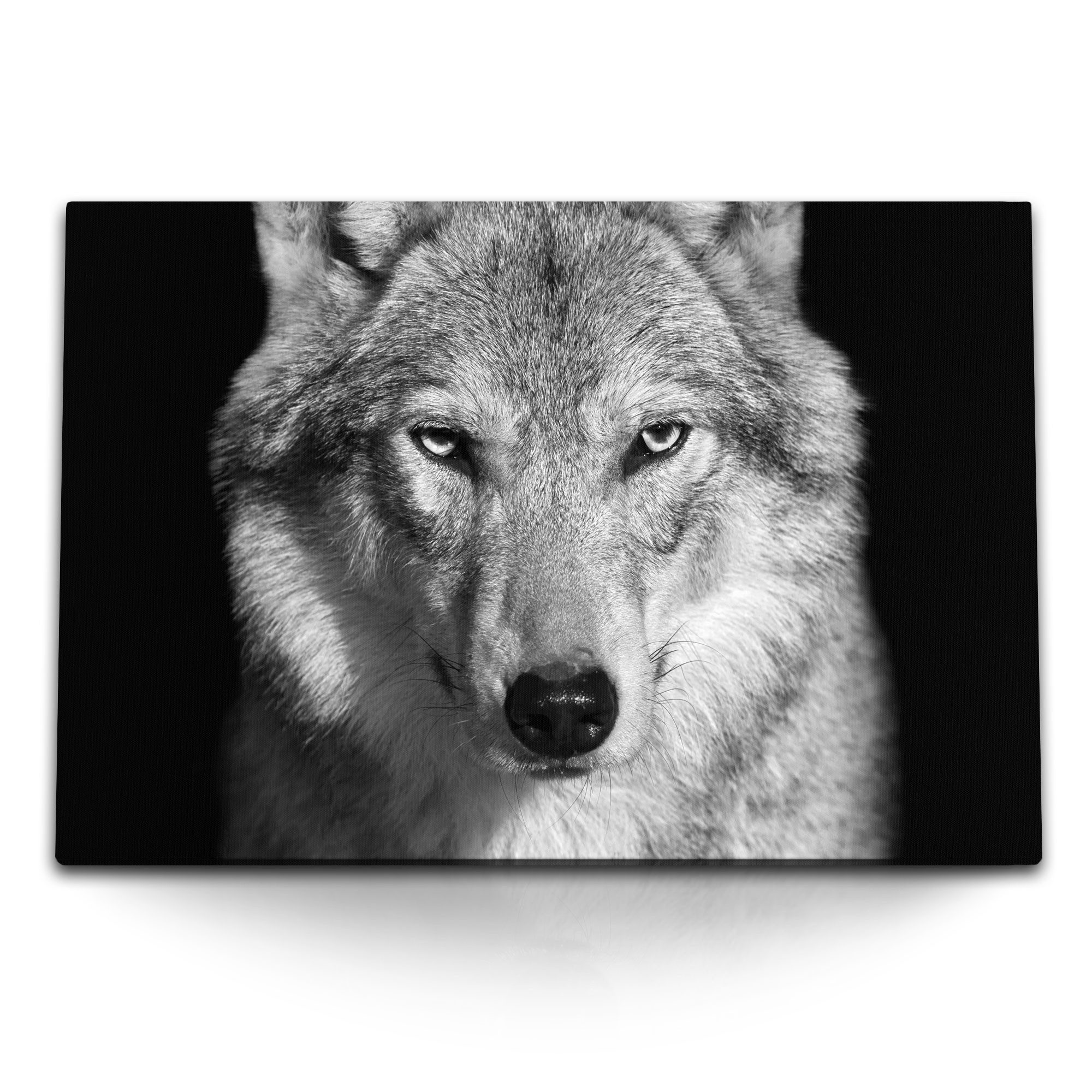 Sinus Art Leinwandbild 120x80cm Wandbild auf Leinwand Wolf Porträt Tierfotografie Schwarz Wei, (1 St)