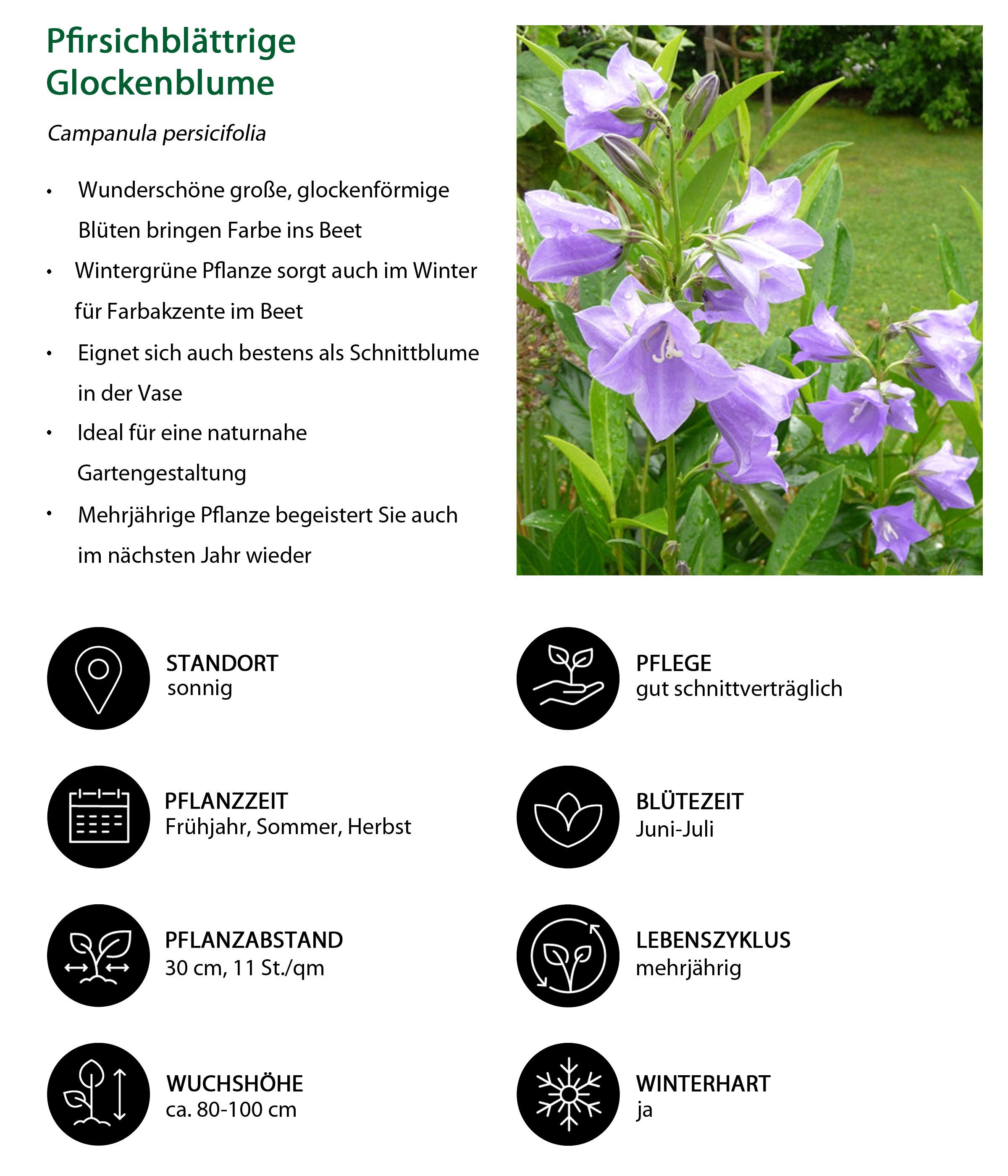 Dehner Staude Bio Stauden-Set Landhausgarten, je 5-20 cm, Ø Topf je 9 cm, 12 mehrjährige und insektenfreundliche Staudenpflanzen