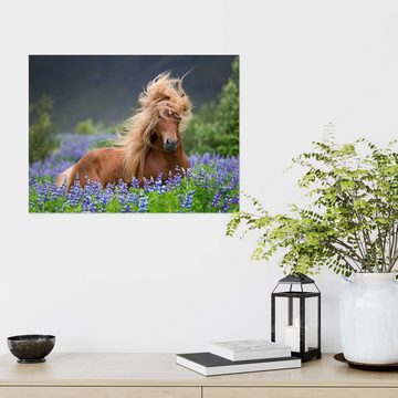 Posterlounge Wandfolie Panoramic Images, Pferd zwischen Lupinen, Mädchenzimmer Fotografie