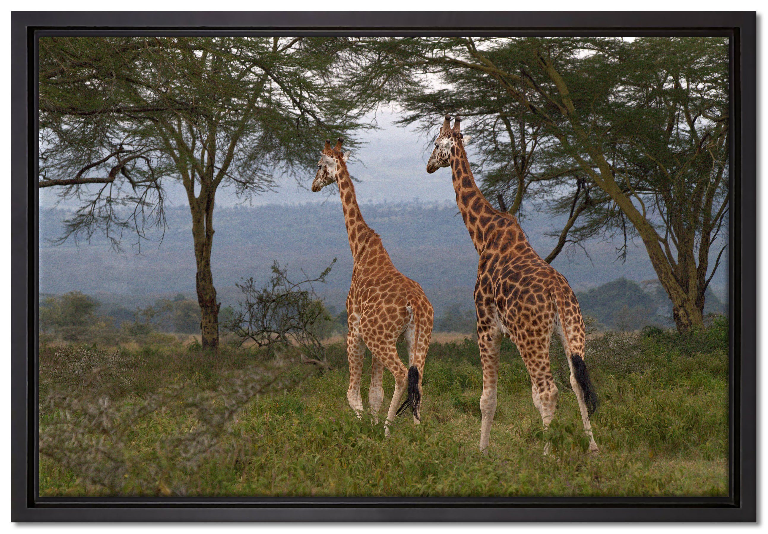 Leinwandbild Giraffen der gefasst, Savanne, in Schattenfugen-Bilderrahmen Zackenaufhänger Leinwandbild einem anmutige in St), (1 Pixxprint bespannt, Wanddekoration fertig inkl.
