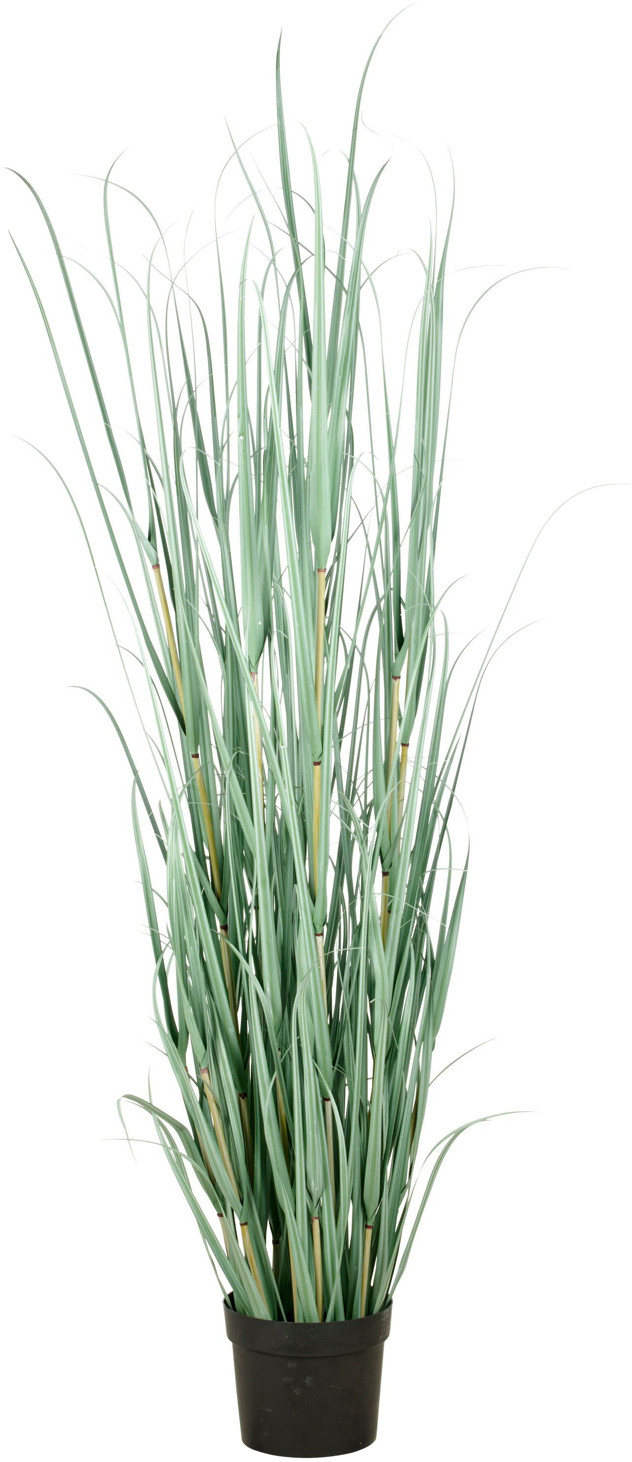 Kunstgras Grasbusch Cortaderia, Creativ green, Höhe 175 cm, in opulenter Größe