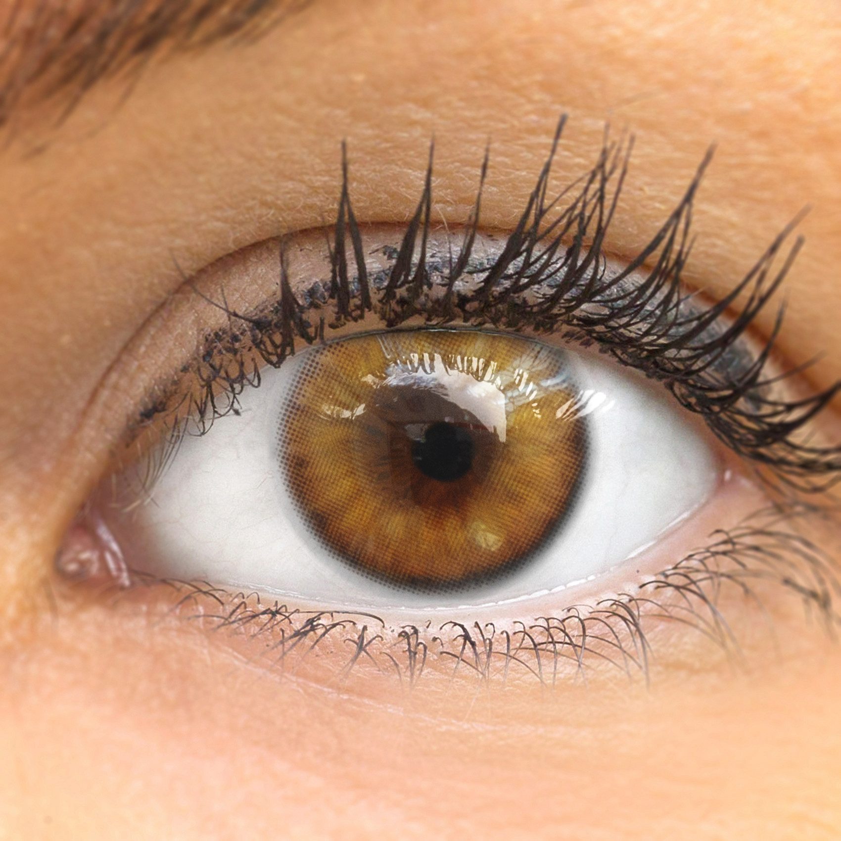 GLAMLENS Monatslinsen Monatslinsen natürliche Braune Контактные линзы "Bardolino Brown"