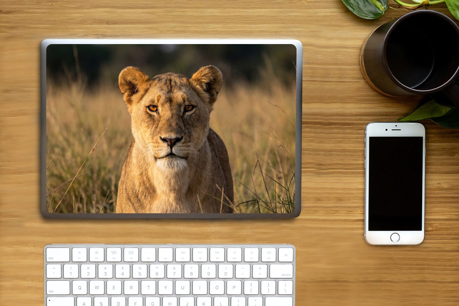 MuchoWow Laptop-Aufkleber Löwin - Gras - Gelb, (1tlg), Laptop Folien Cover, Aufkleber, Sticker, Schutz vor Kratzern, 30x21 cm