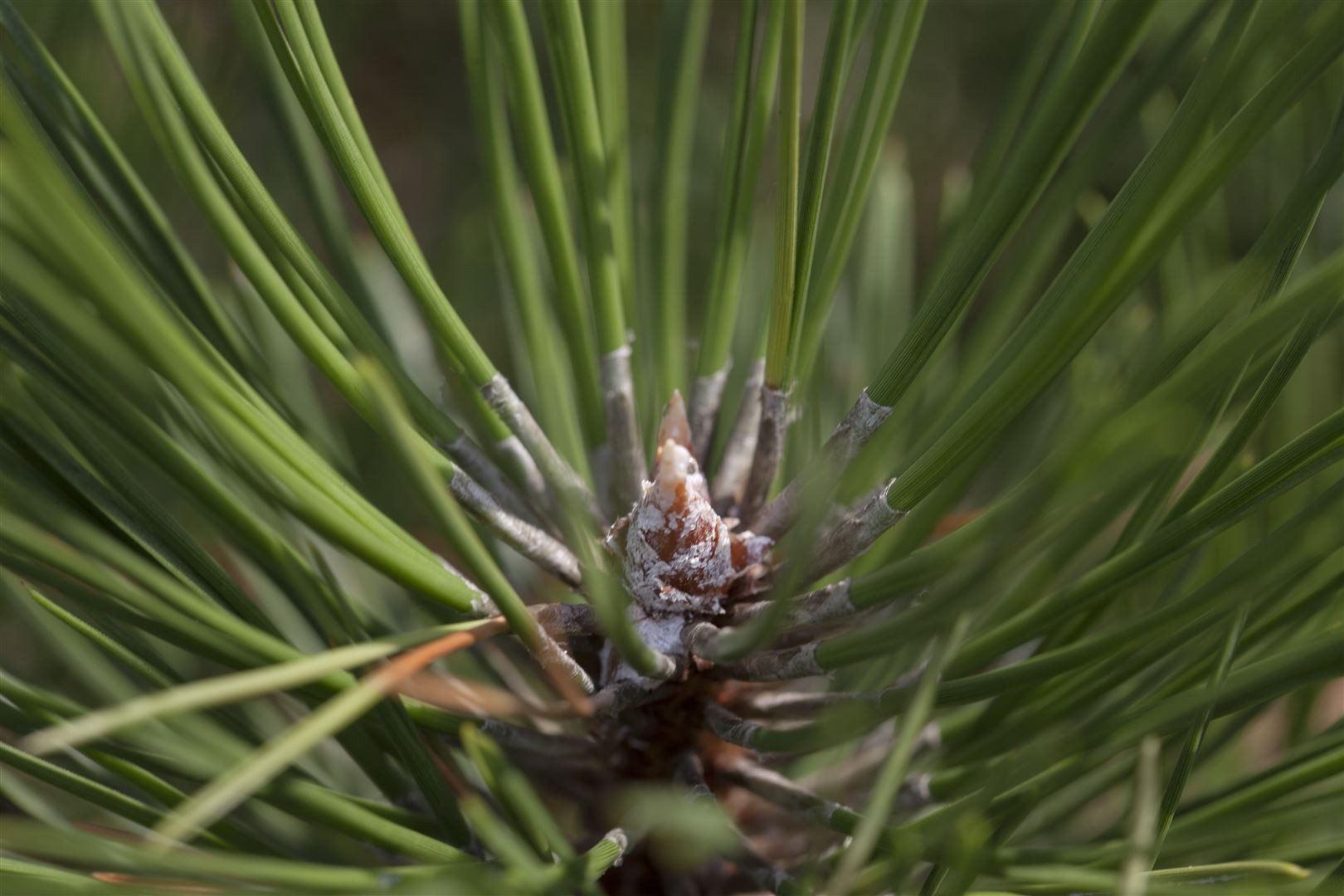Pflanzen für Dich Konifere Pinus nigra Hornibrookiana, 1 St., Schwarzkiefer, kompakt, immergrün