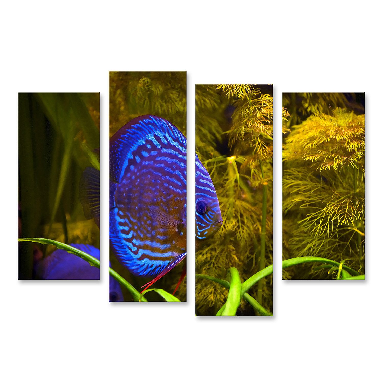 Leinwandbild Türkisblaue Diskusfische Aquarium Hintergrund Bilder