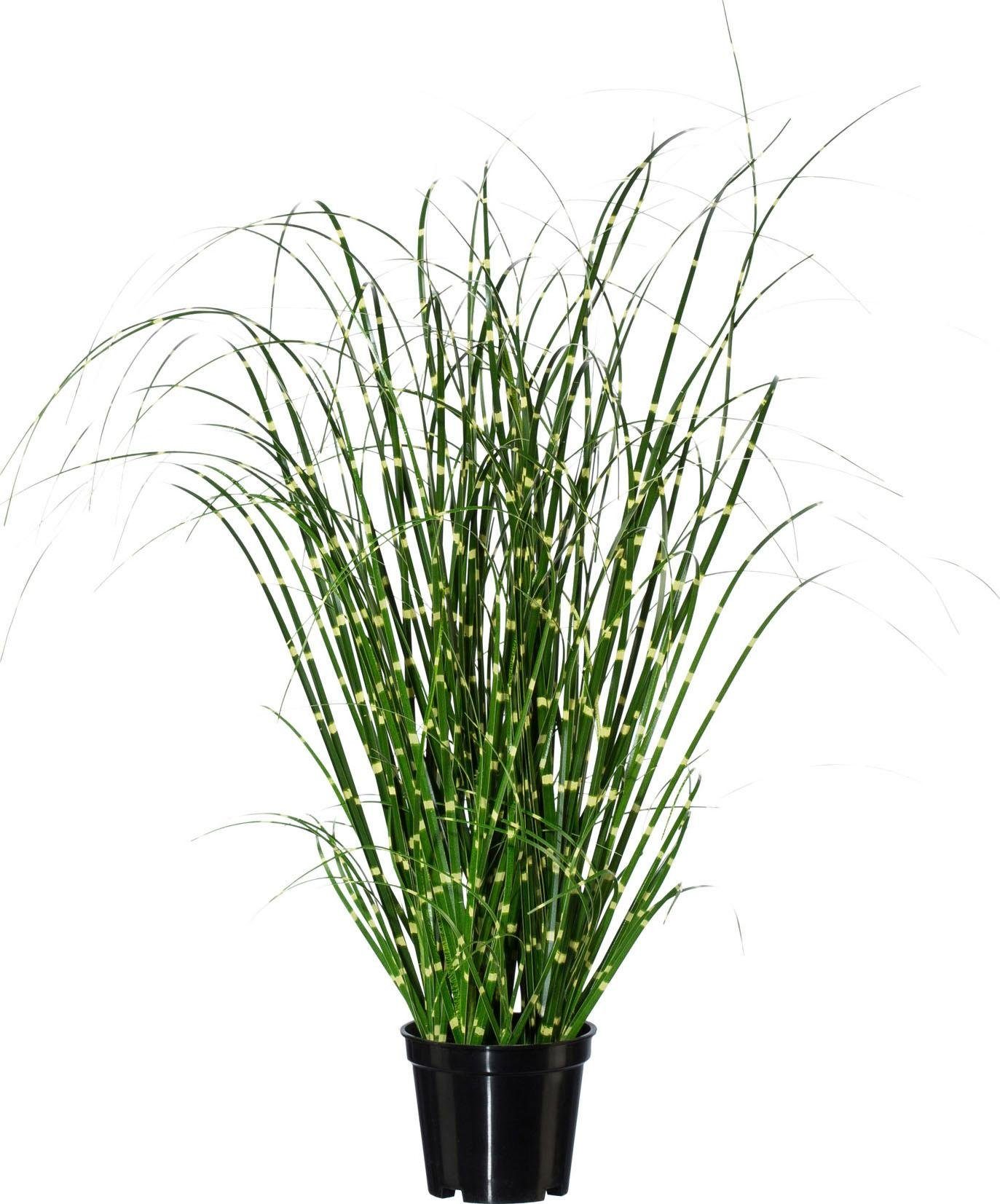 Kunstgras Miscanthus, Creativ green