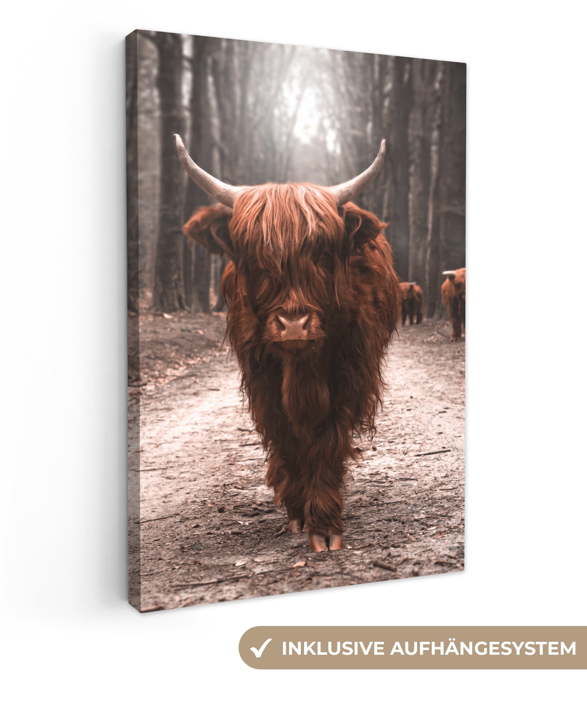 OneMillionCanvasses® Leinwandbild Schottischer Highlander - Tier günstig online kaufen
