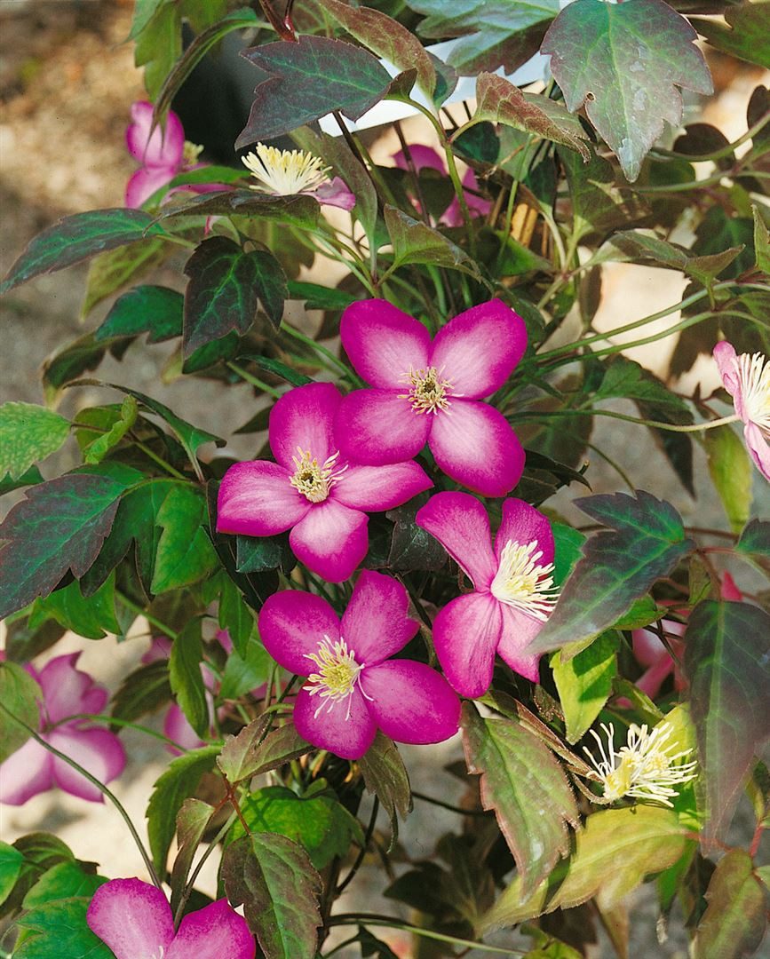 Pflanzen für Dich Kletterpflanze Clematis montana Freda, 1 St., Berg-Waldrebe, Clematis, rosa Blüten, schnellwachsend