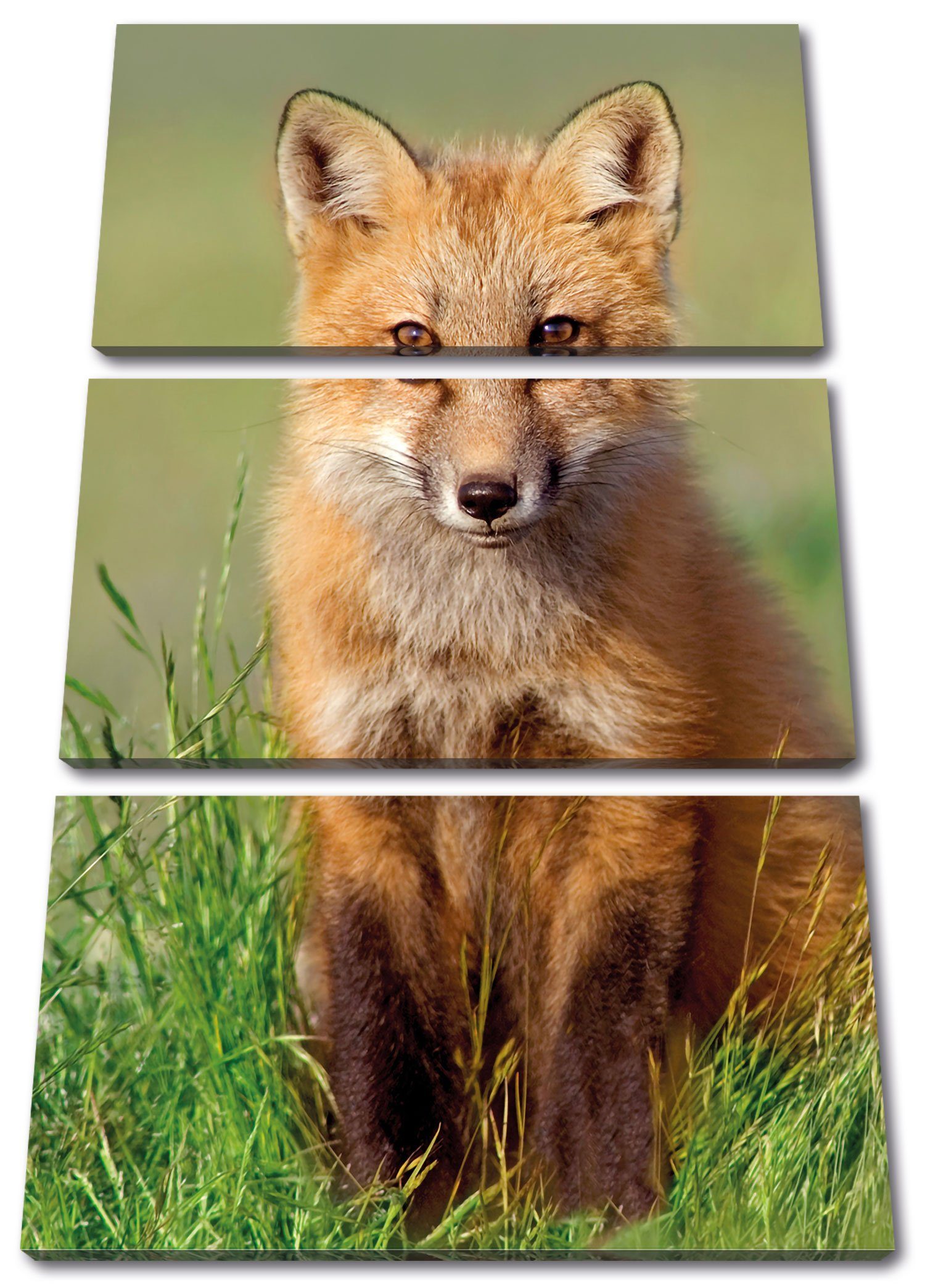 Pixxprint Leinwandbild Kleiner Fuchs auf (120x80cm) St), Leinwandbild Fuchs auf Wiese Zackenaufhänger 3Teiler inkl. Wiese, Kleiner (1 bespannt, fertig