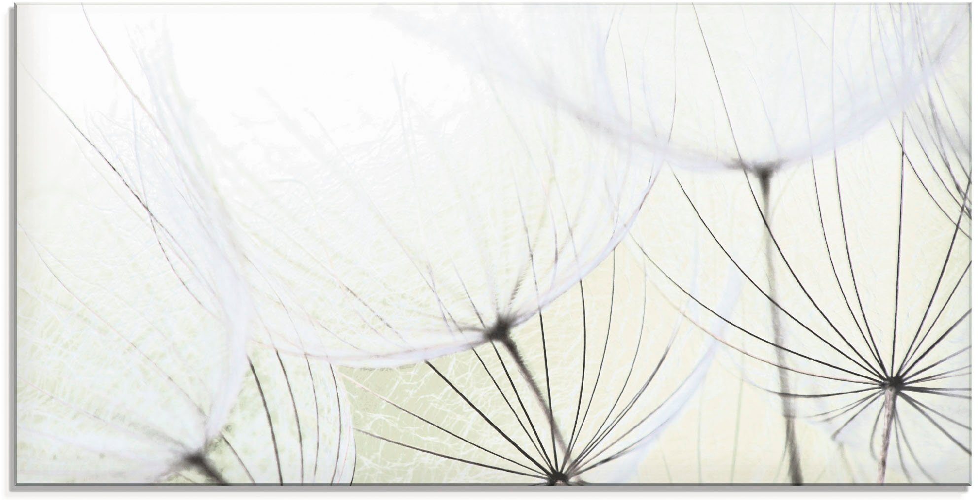 Artland Glasbild Pusteblumen-Samen aufgehellt, Blumen (1 St), in verschiedenen Größen