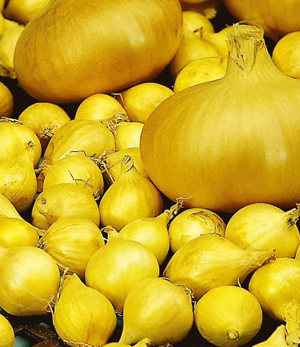 BALDUR Garten Gemüsepflanze Baldur-Steckzwiebeln 'Echte Stuttgarter Riesen', 75 St., Schalotten, ertragreich, robust