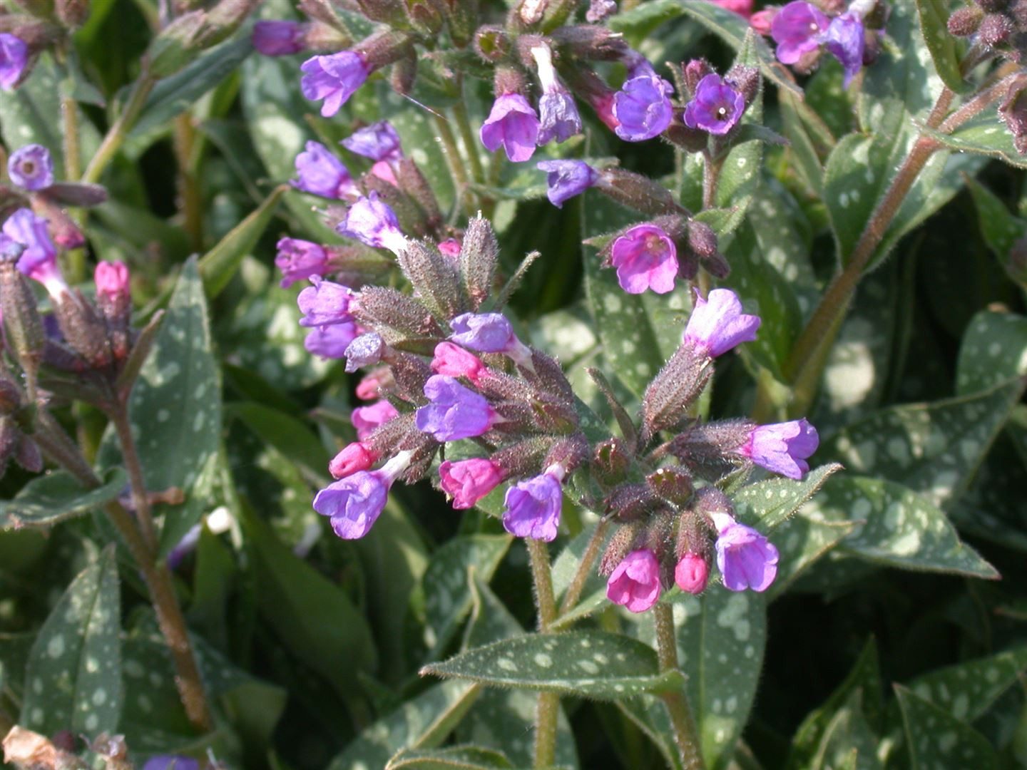Pflanzen für Dich Staude Pulmonaria longifolia, 1 St., Langblättriges Lungenkraut, Lungenkraut