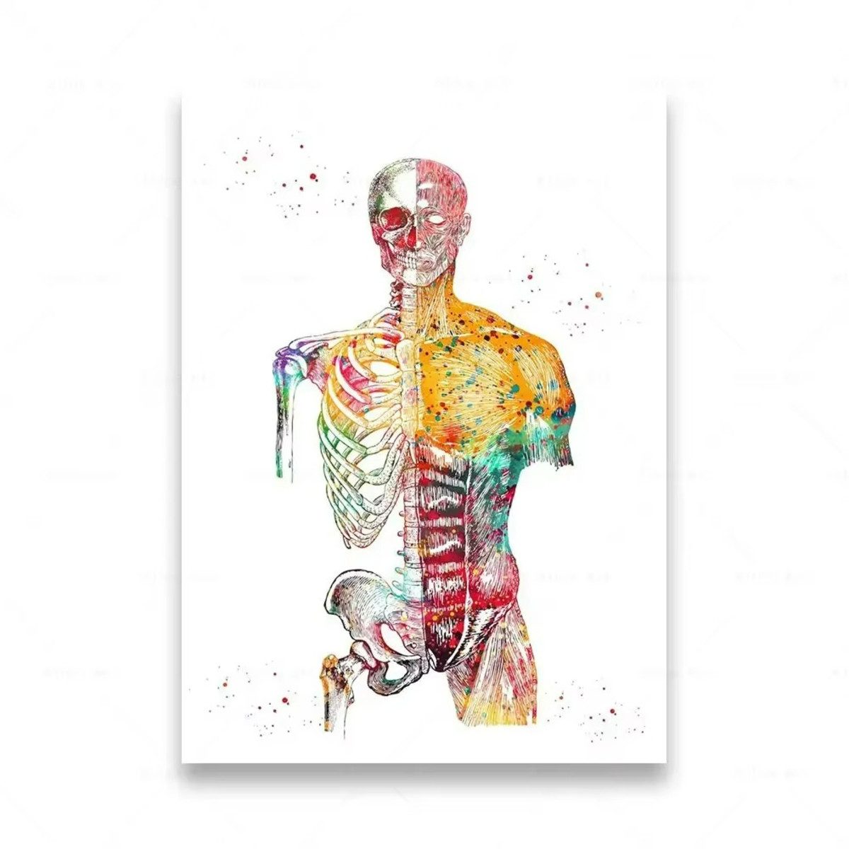 TPFLiving Kunstdruck (OHNE RAHMEN) Poster - Leinwand - Wandbild, Menschliche Anatomie, Wirbelsäule, Herz, Gehirn, Zähne, HD-Leinwand (Leinwandbild XXL), Farben: Orange, Rot, Blau, Schwarz, Weiß, Rosa -Größe: 40x60cm